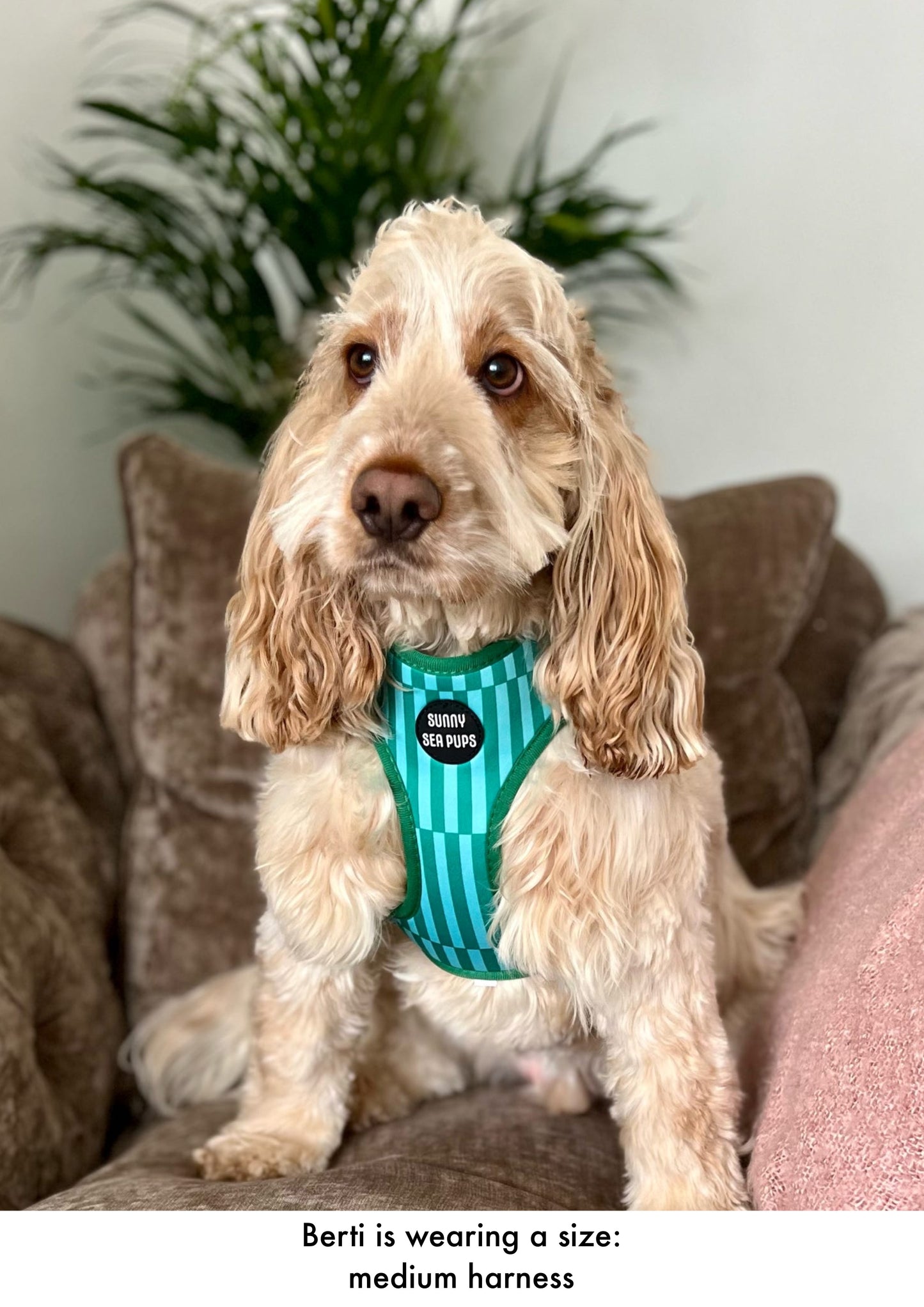 Coastal Calm - Adjustable Harness