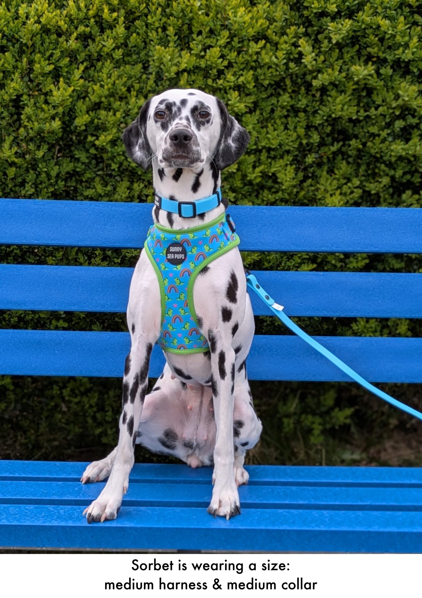 Blue - Waterproof Collar