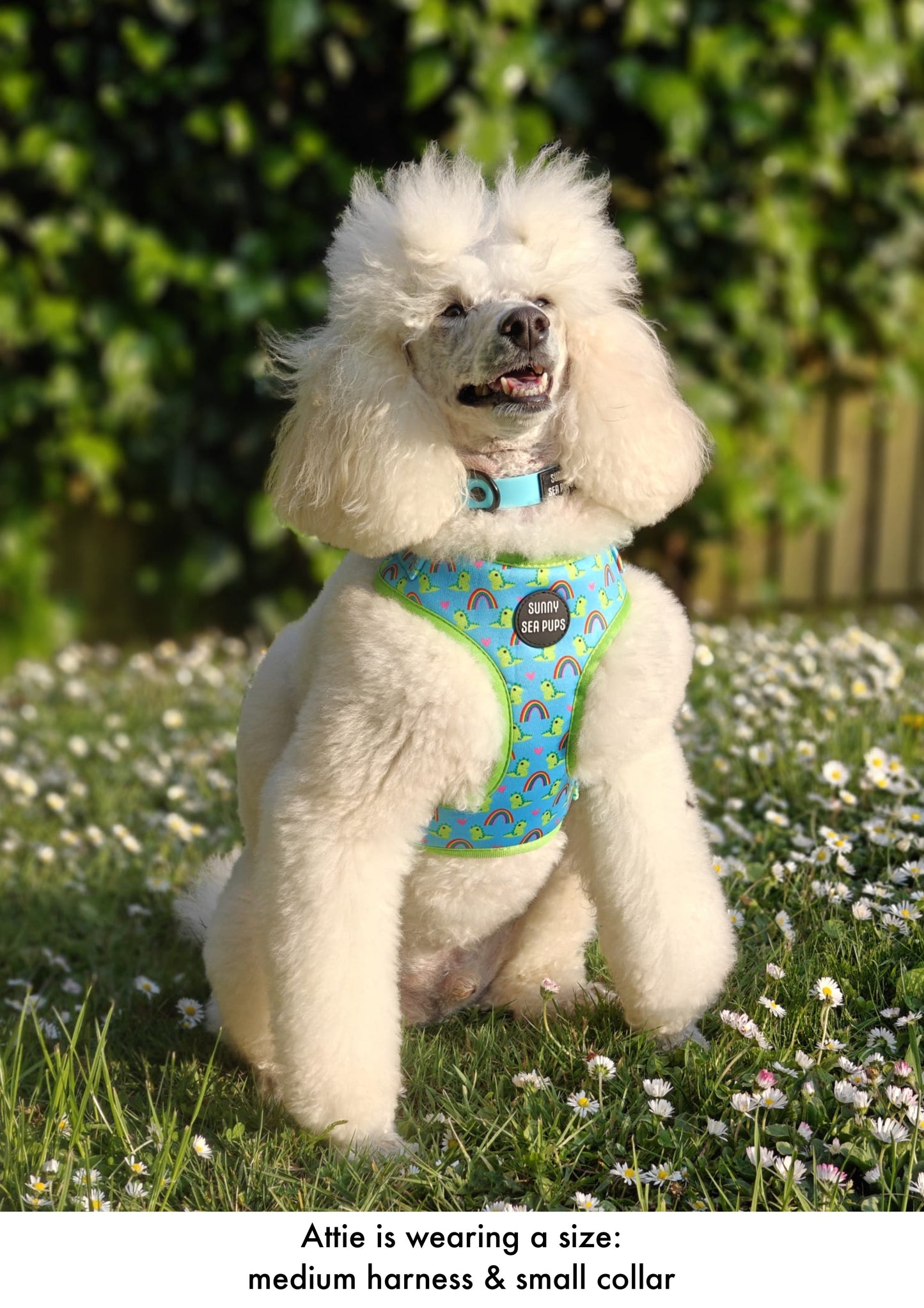 Lil Sea-Saurus - Adjustable Harness