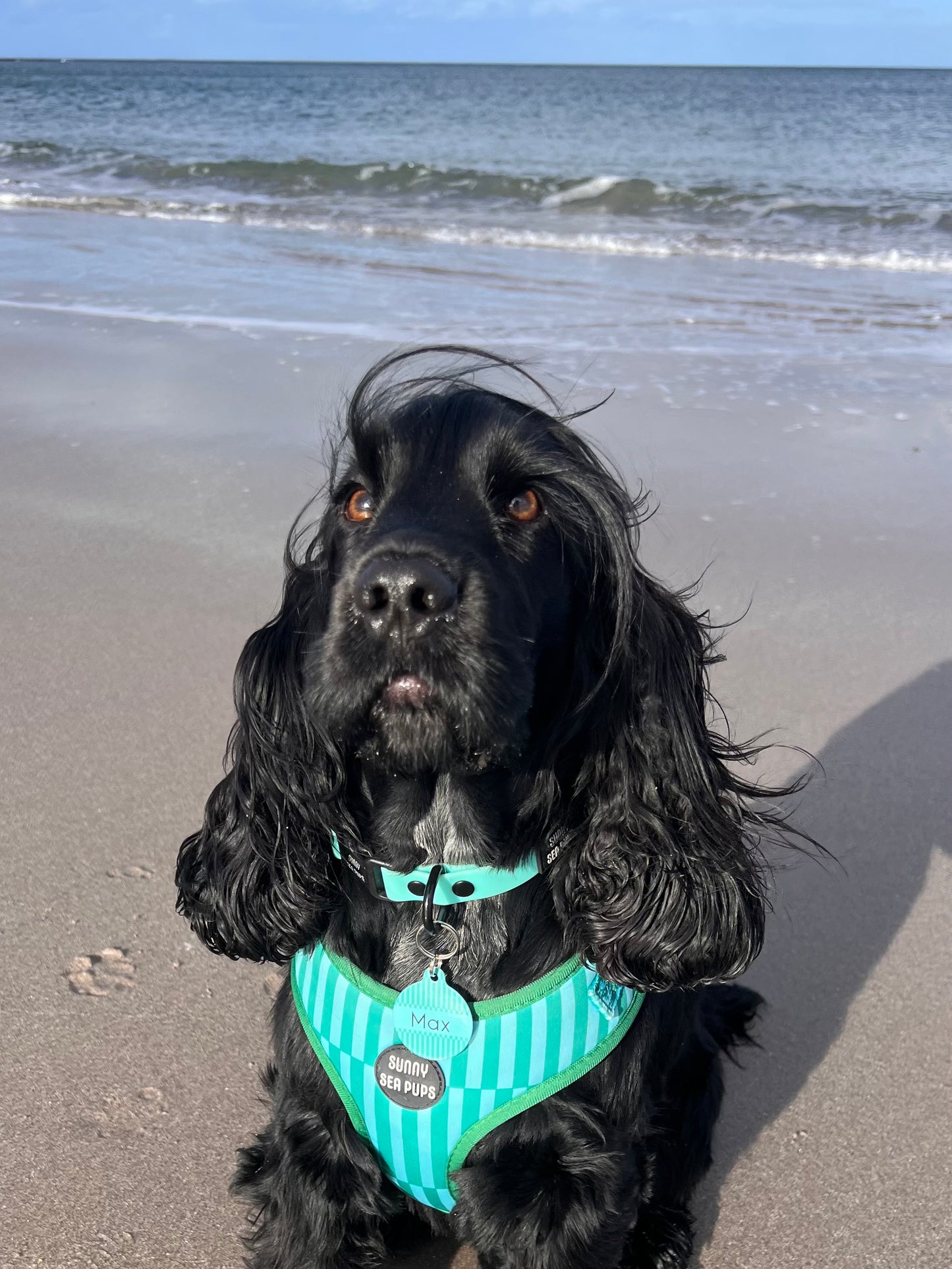 Coastal Calm - ID Tag - Hoobynoo X Sunny Sea Pups
