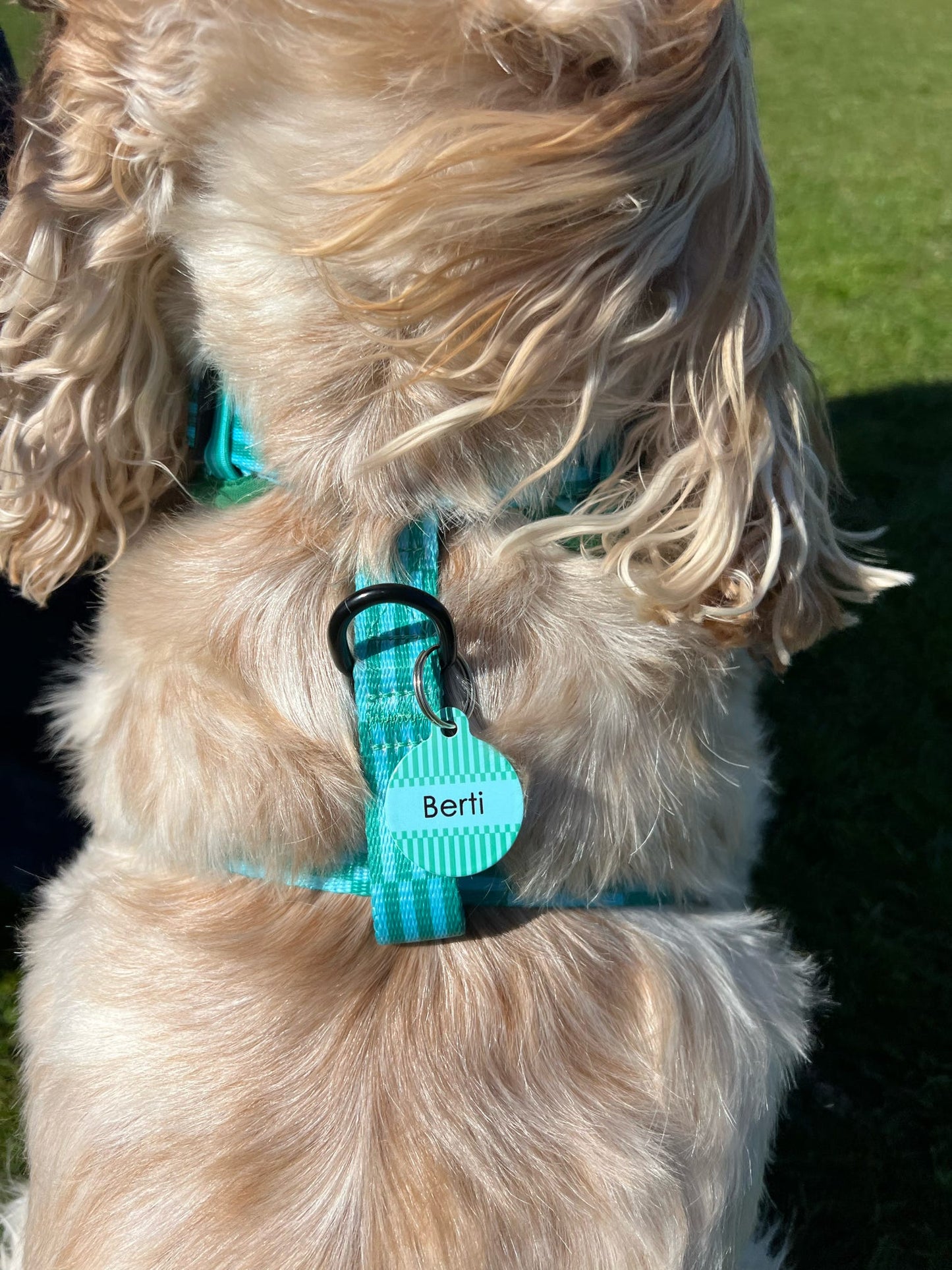 Coastal Calm - ID Tag - Hoobynoo X Sunny Sea Pups