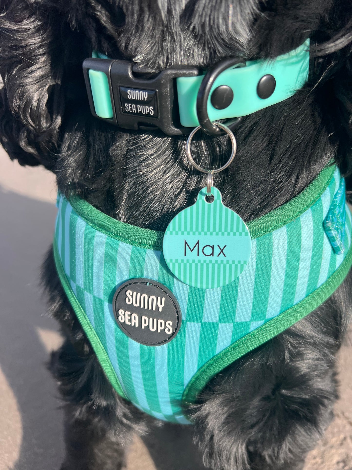 Coastal Calm - ID Tag - Hoobynoo X Sunny Sea Pups
