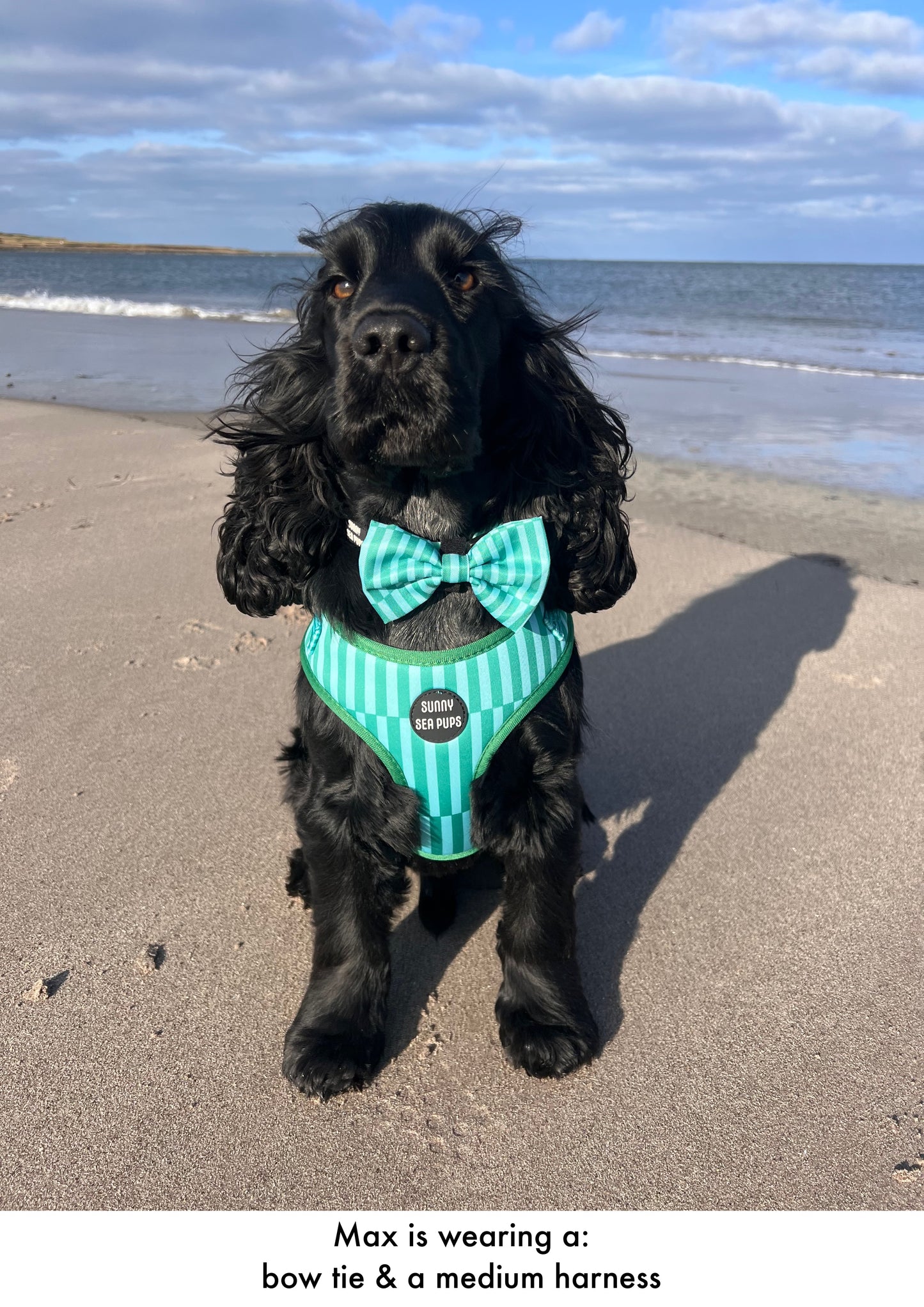 Coastal Calm - Bow Tie
