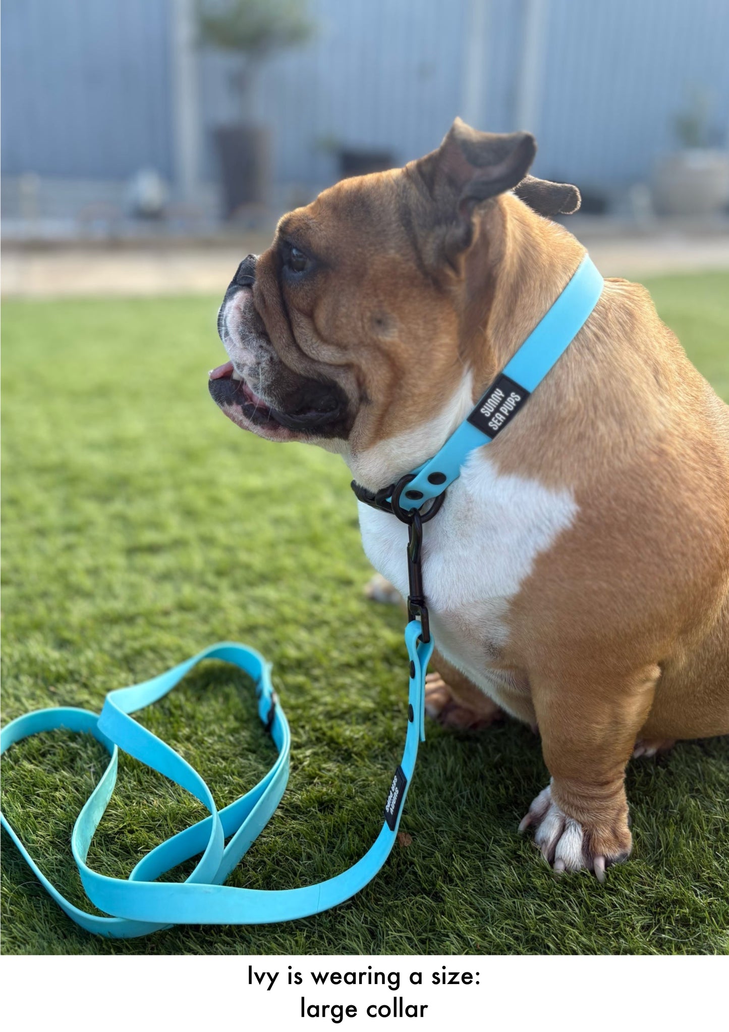 Blue - Waterproof Collar