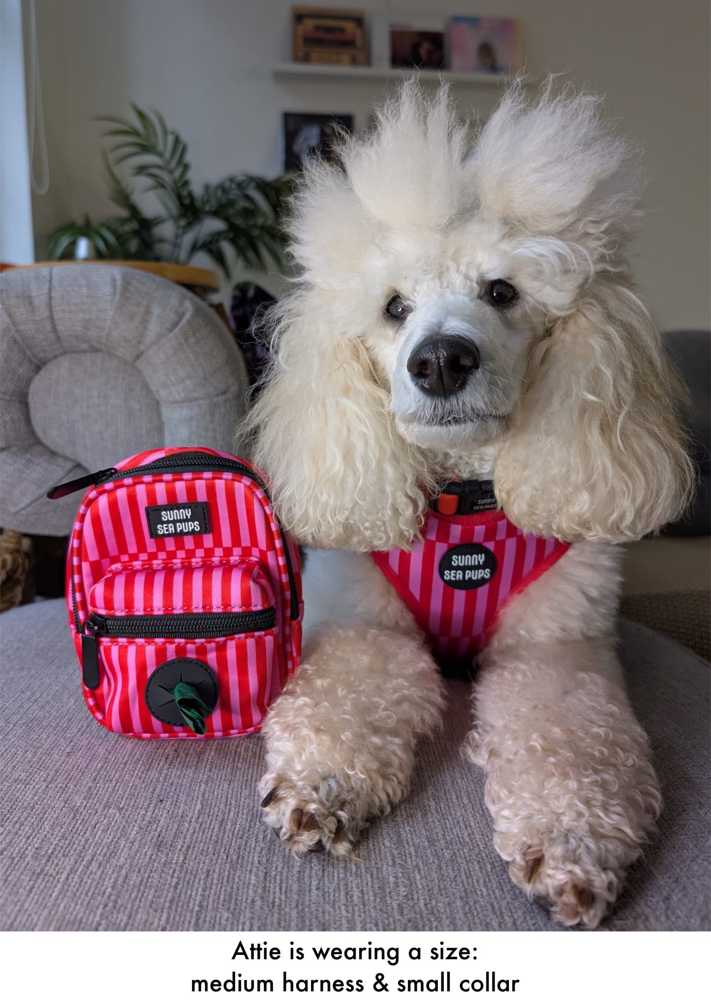 Blush Bay - Tums & Bums Pouch