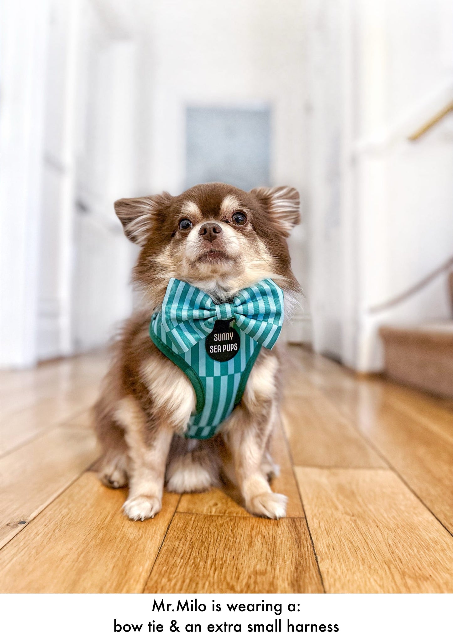 Coastal Calm - Bow Tie