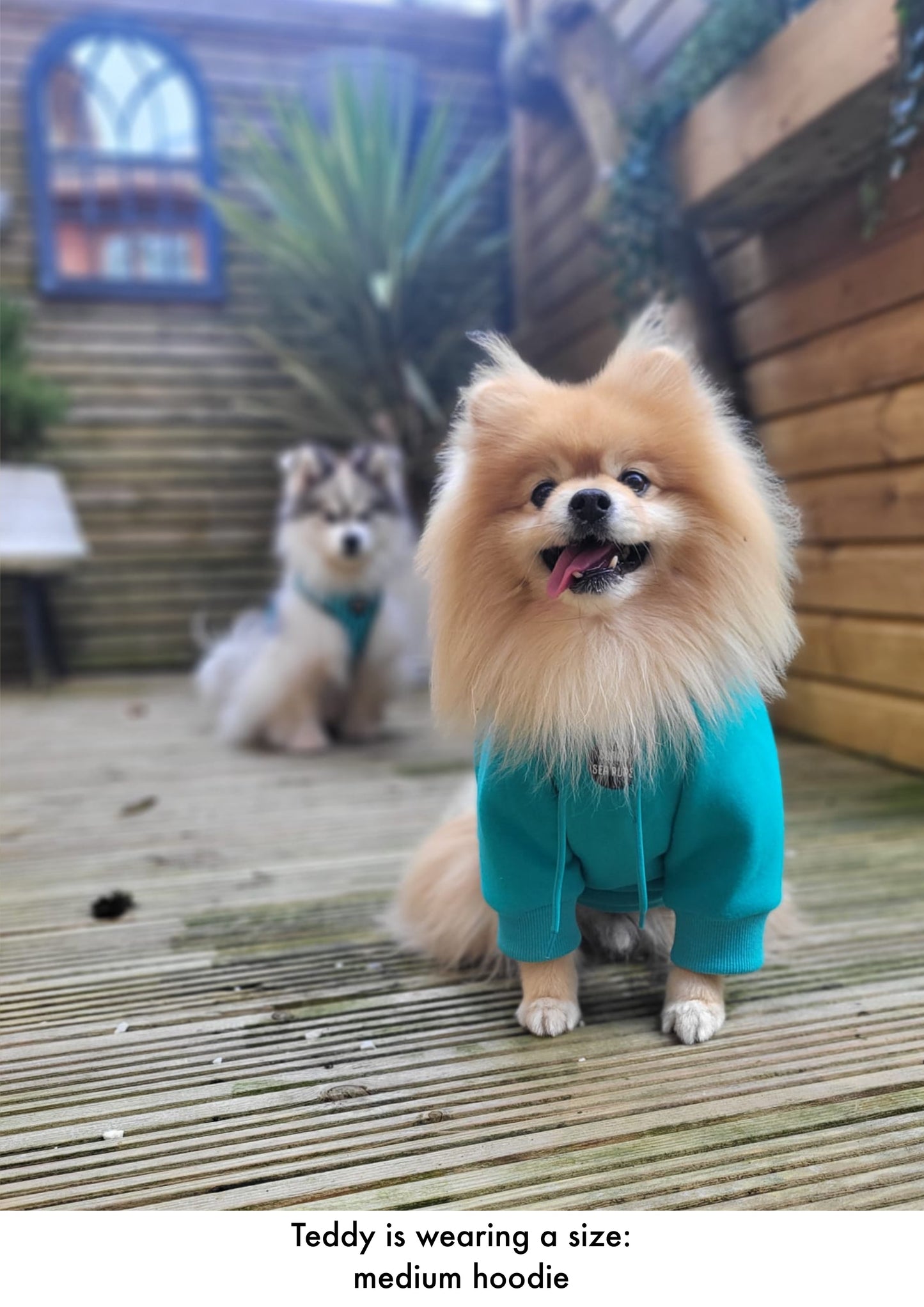 Turquoise - Teddy Bear Hoodie