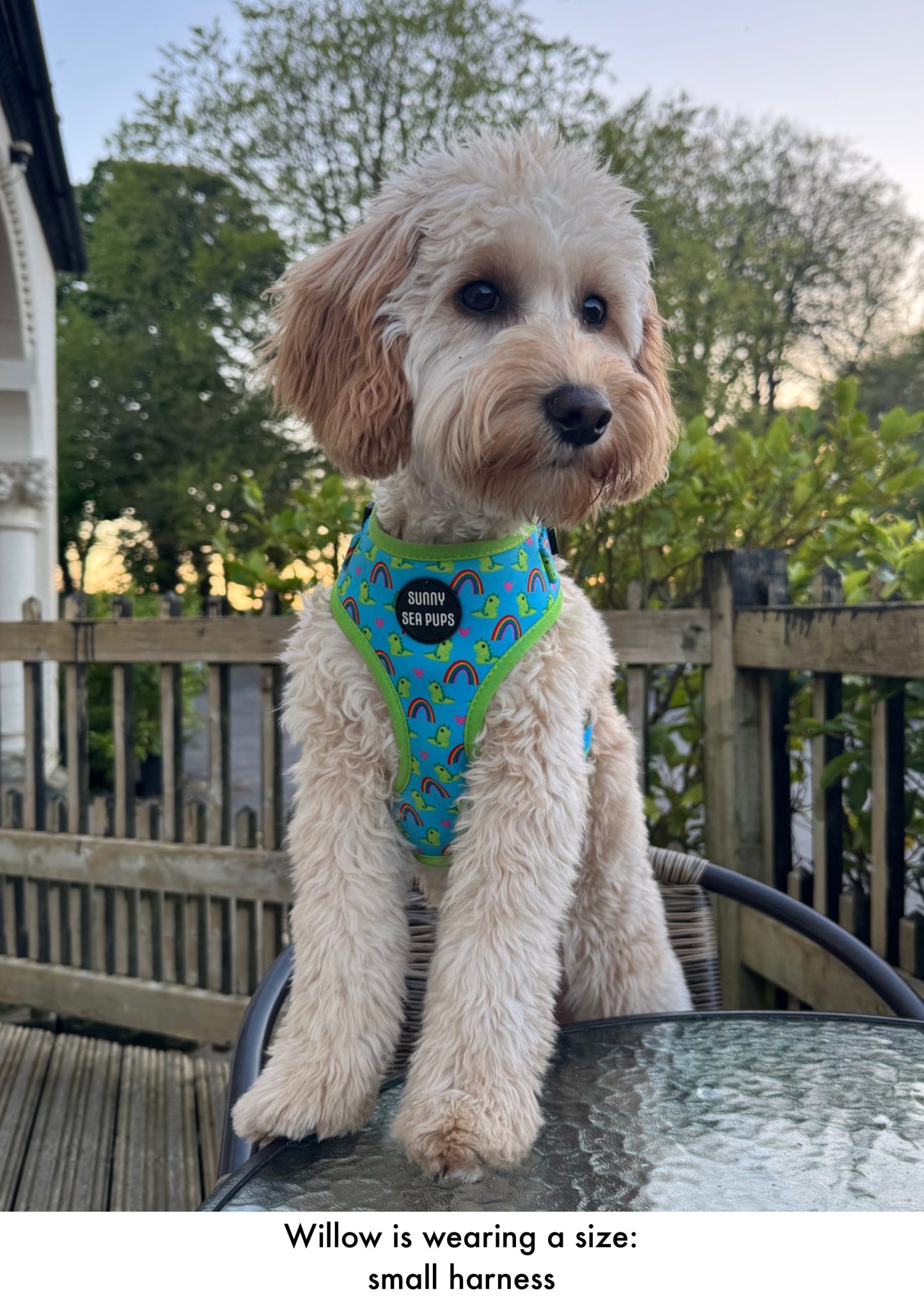 Lil Sea-Saurus - Adjustable Harness