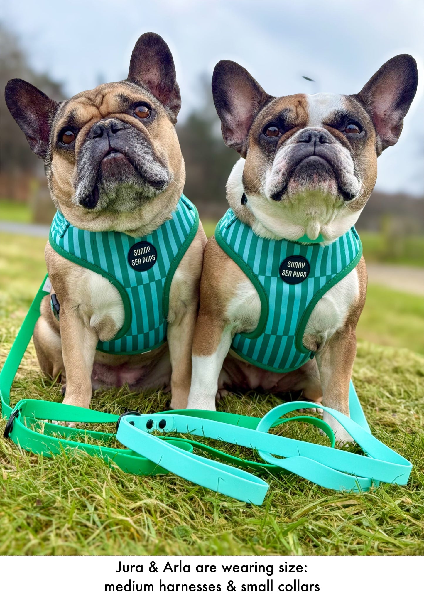 Mint - Waterproof Collar