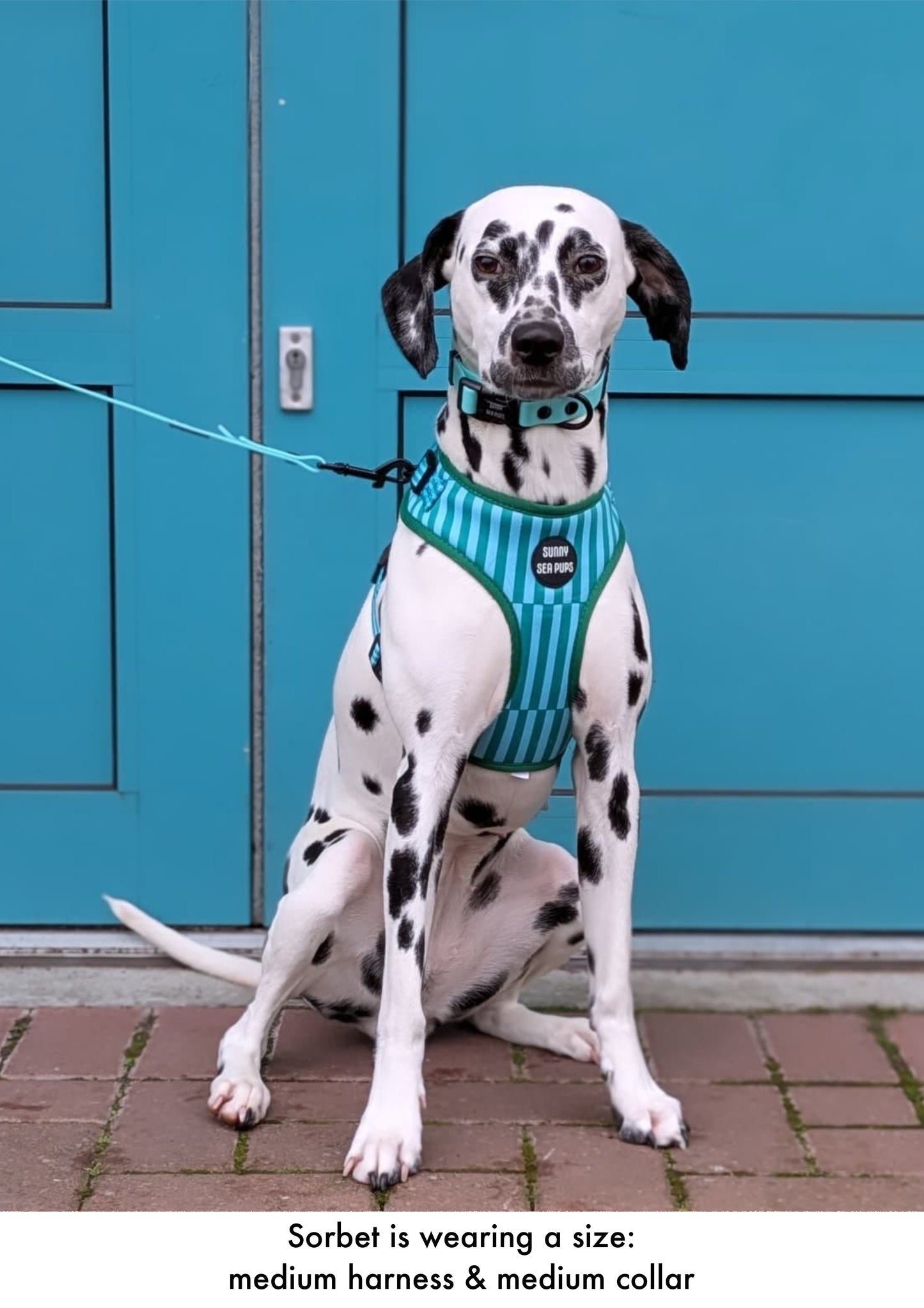 Coastal Calm - Adjustable Harness