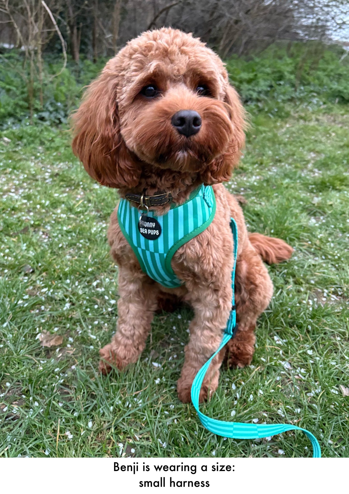 Coastal Calm - Adjustable Harness