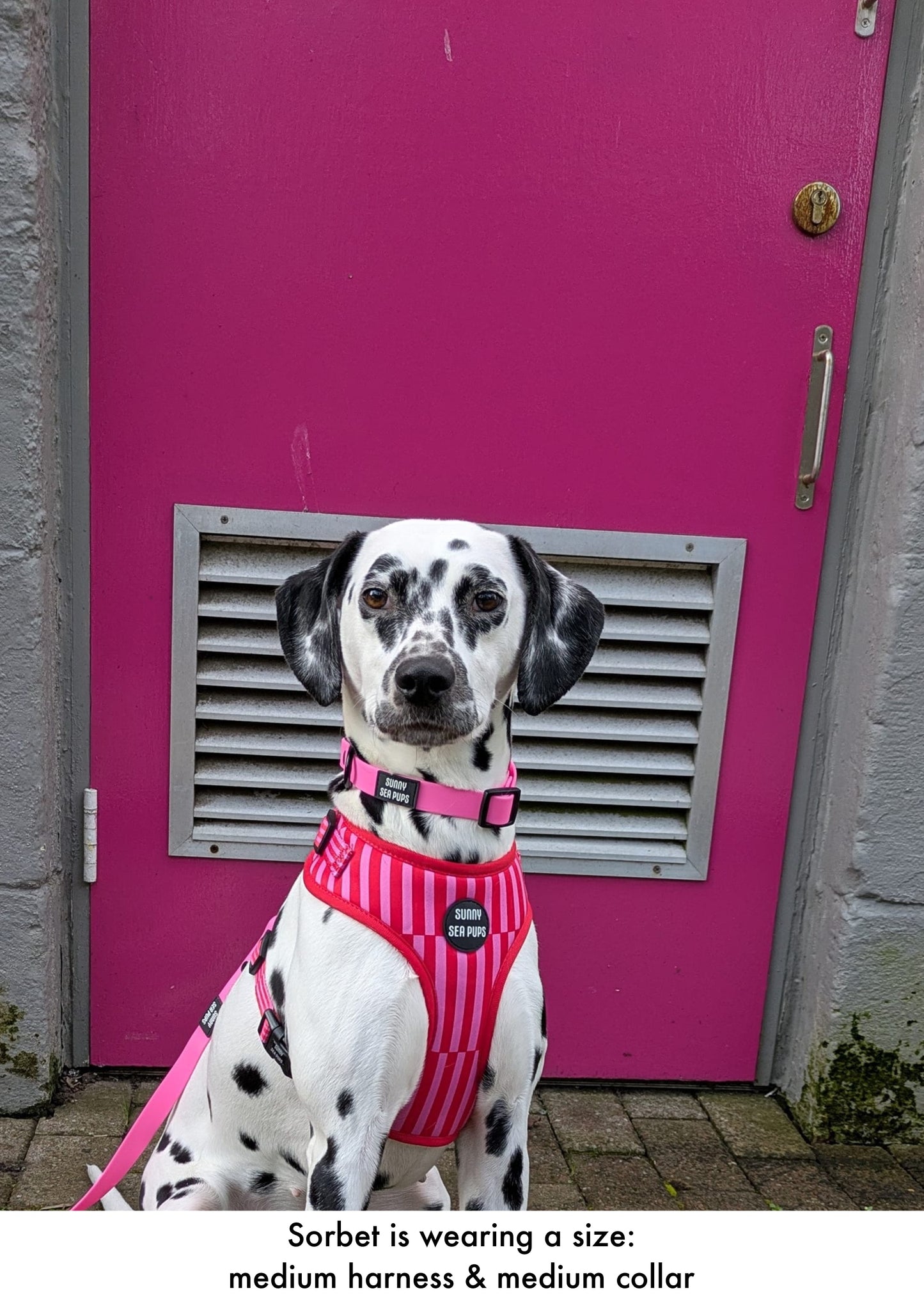 Pink - Waterproof Collar