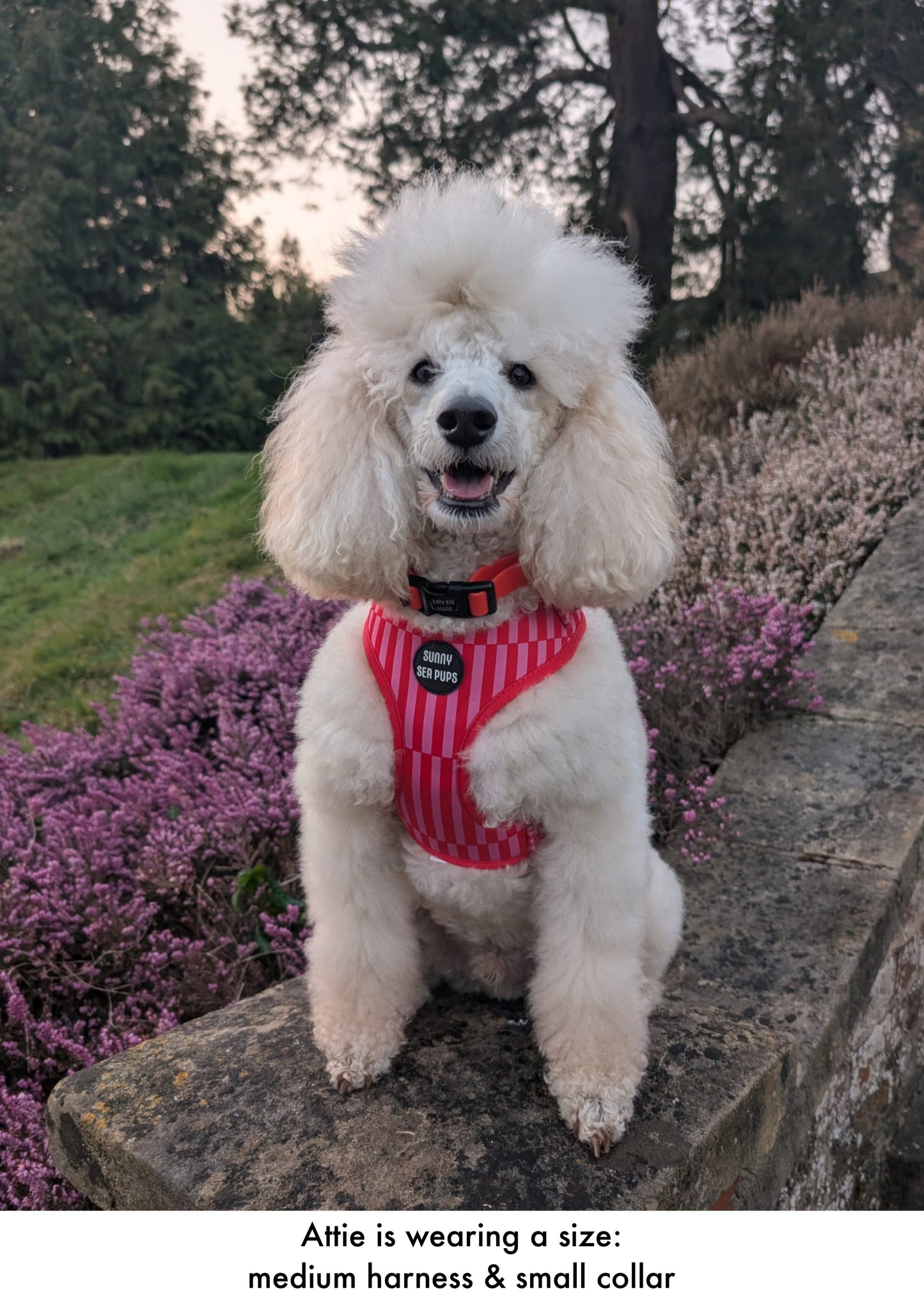 Blush Bay - Adjustable Harness
