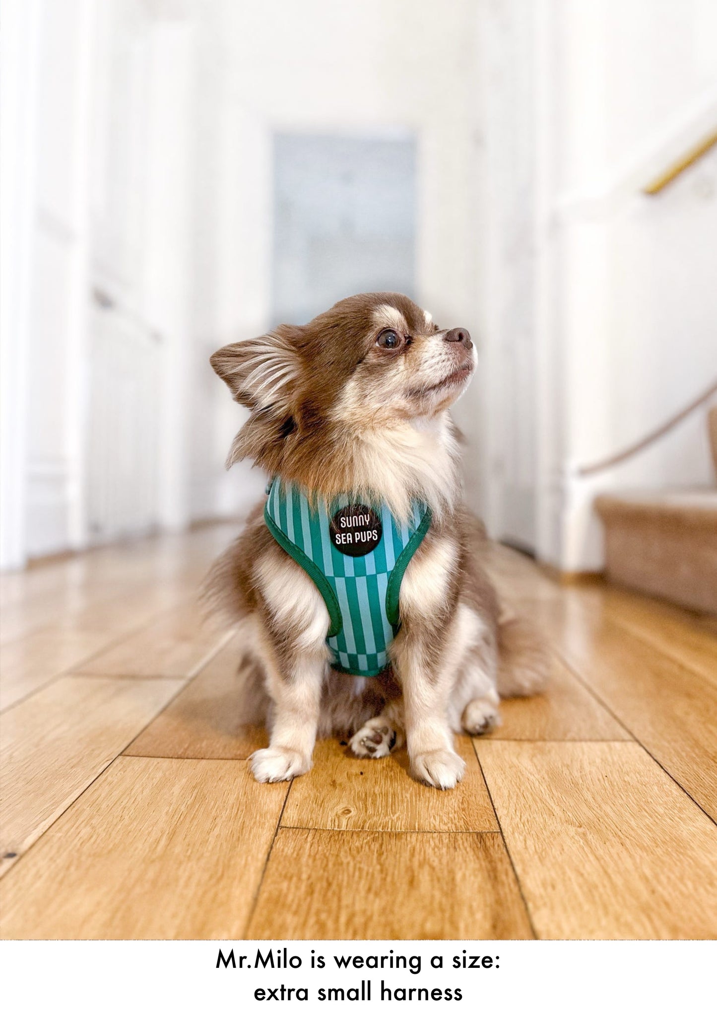 Coastal Calm - Adjustable Harness