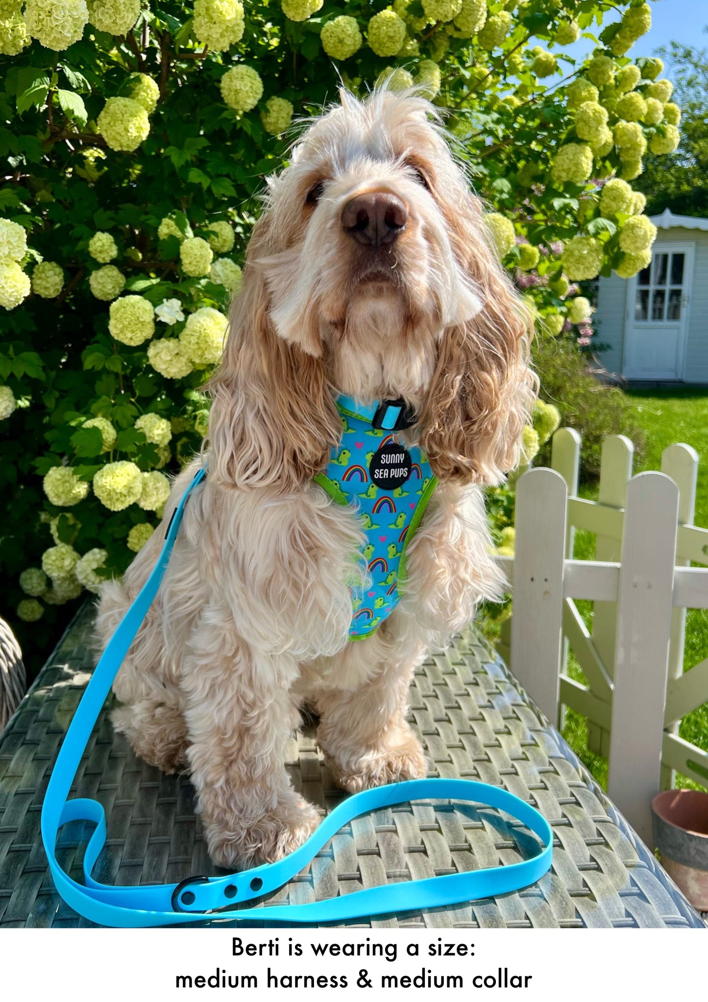 Lil Sea-Saurus - Adjustable Harness