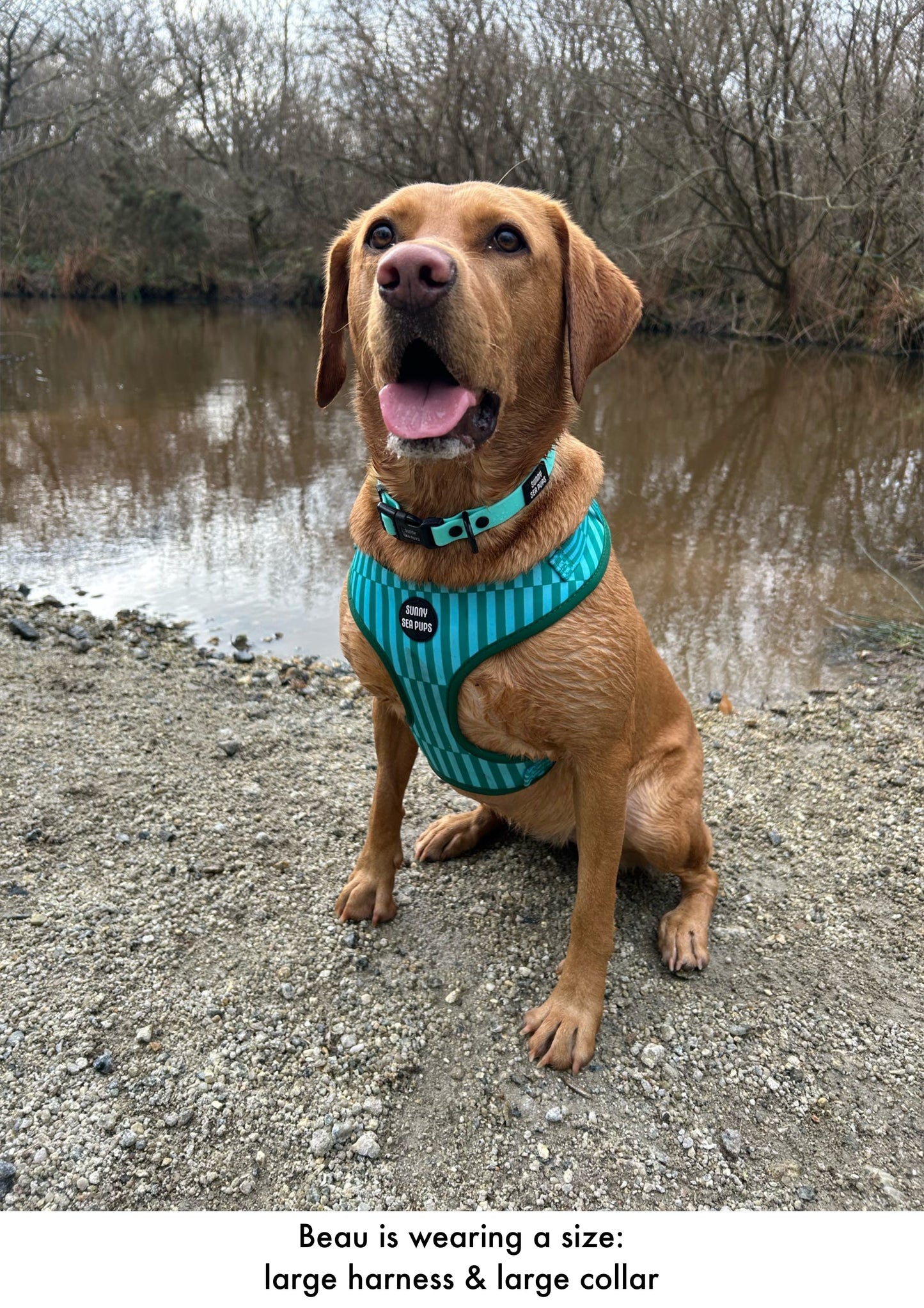 Mint - Waterproof Collar