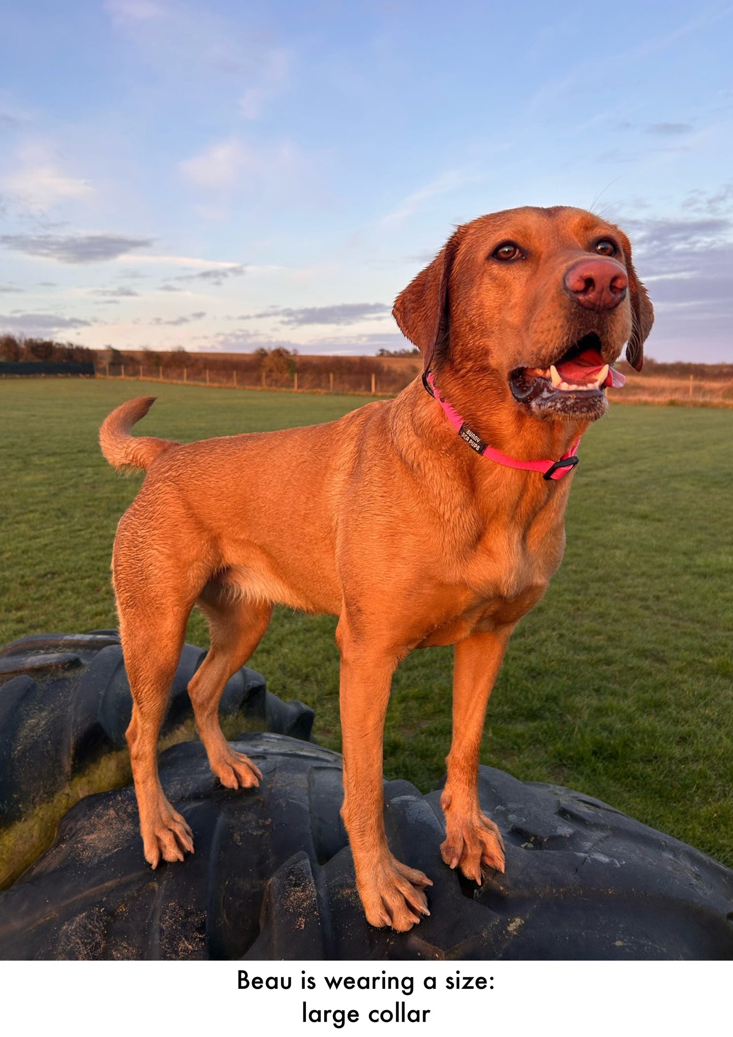 Pink - Waterproof Collar