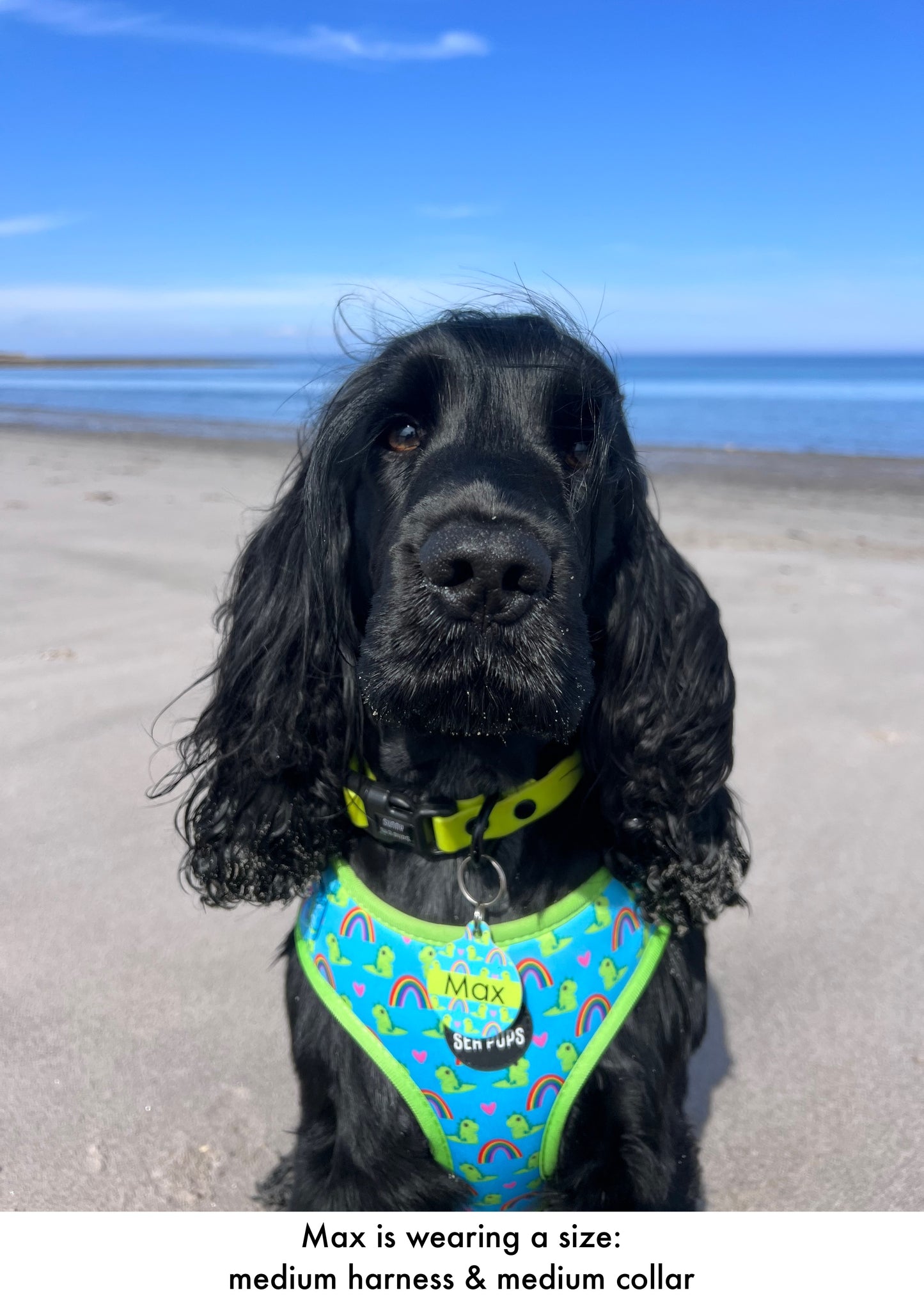Lil Sea-Saurus - ID Tag - Hoobynoo X Sunny Sea Pups