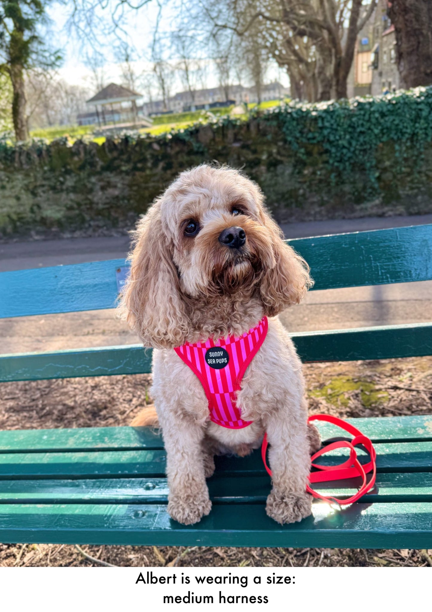 Blush Bay - Adjustable Harness
