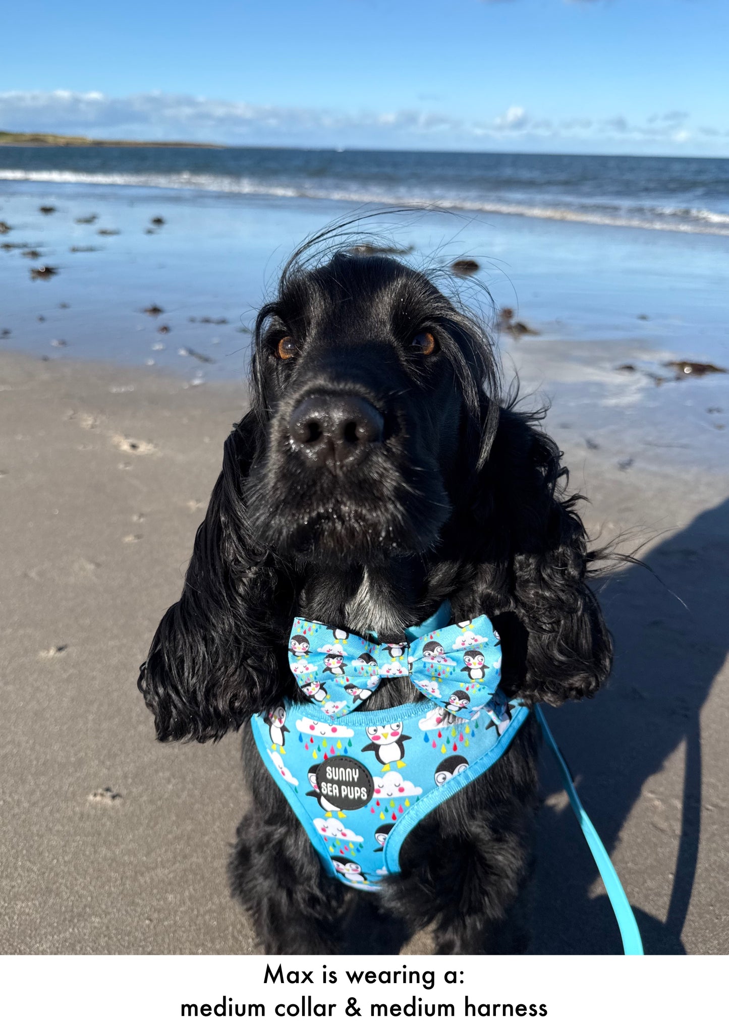 Lil Puddle Penguins - Bow Tie