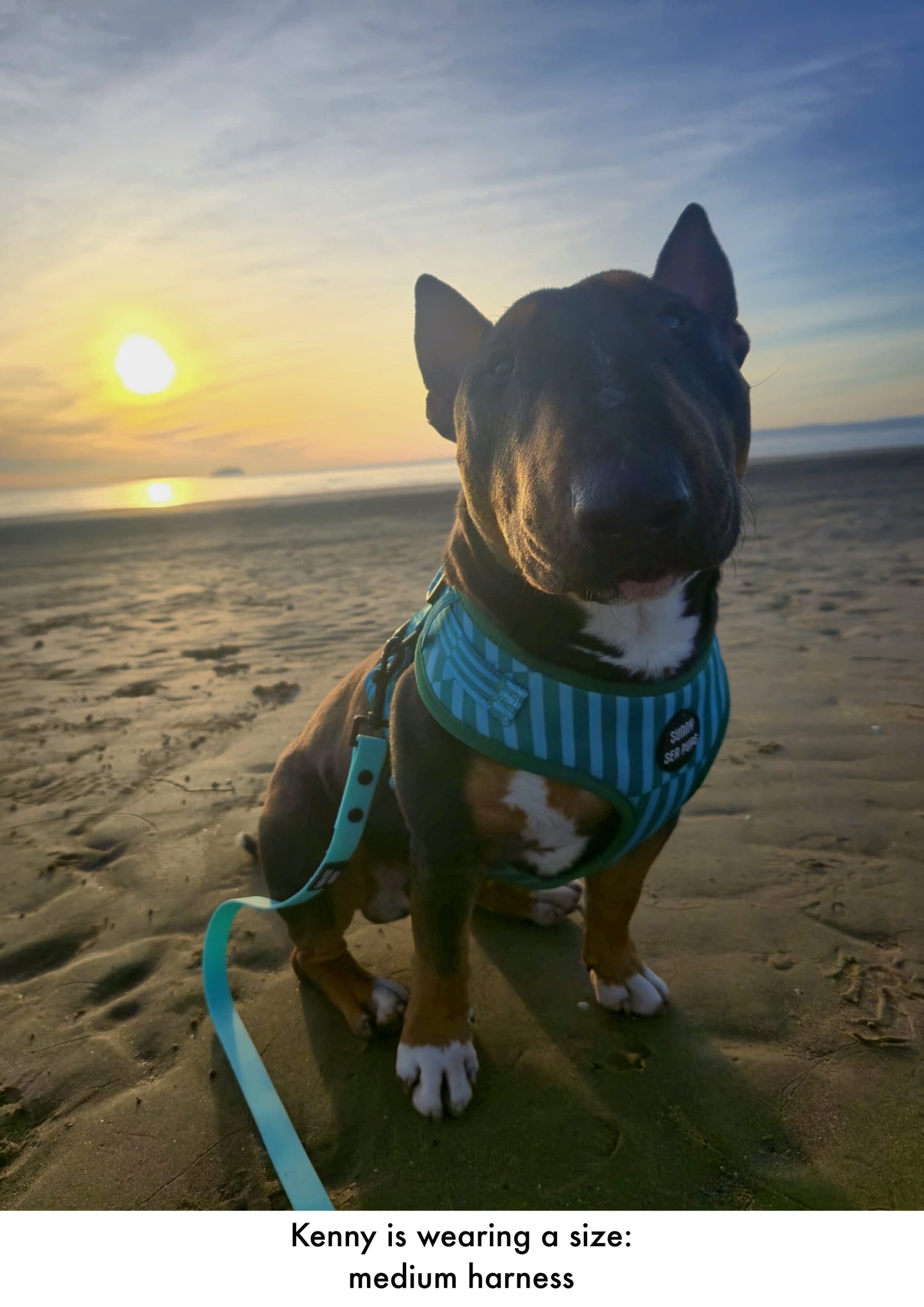 Coastal Calm - Adjustable Harness
