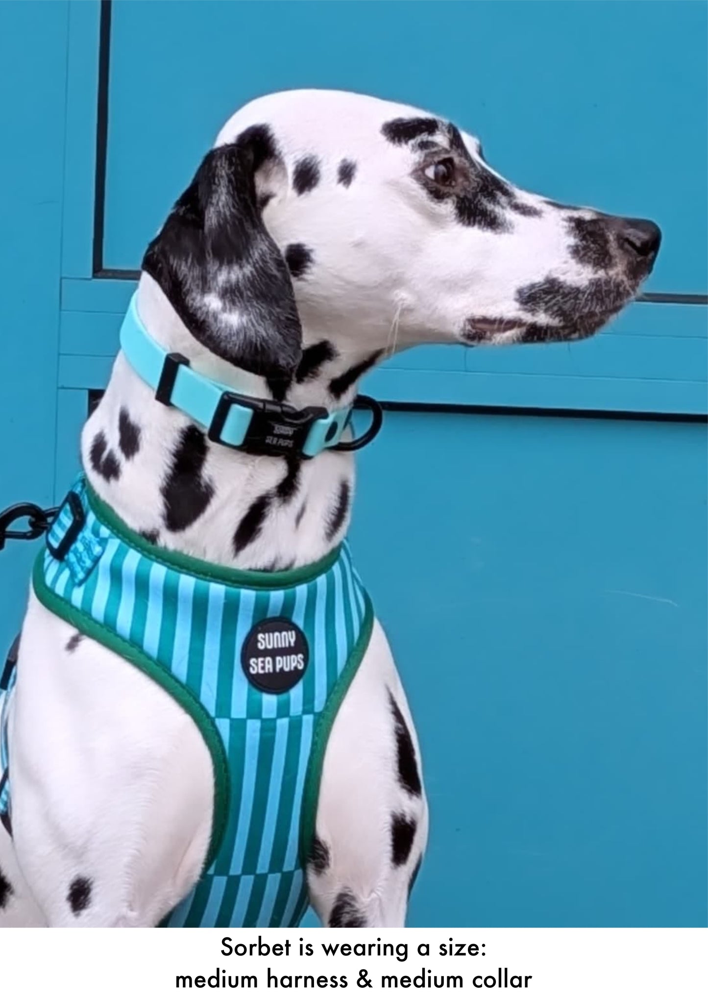 Mint - Waterproof Collar