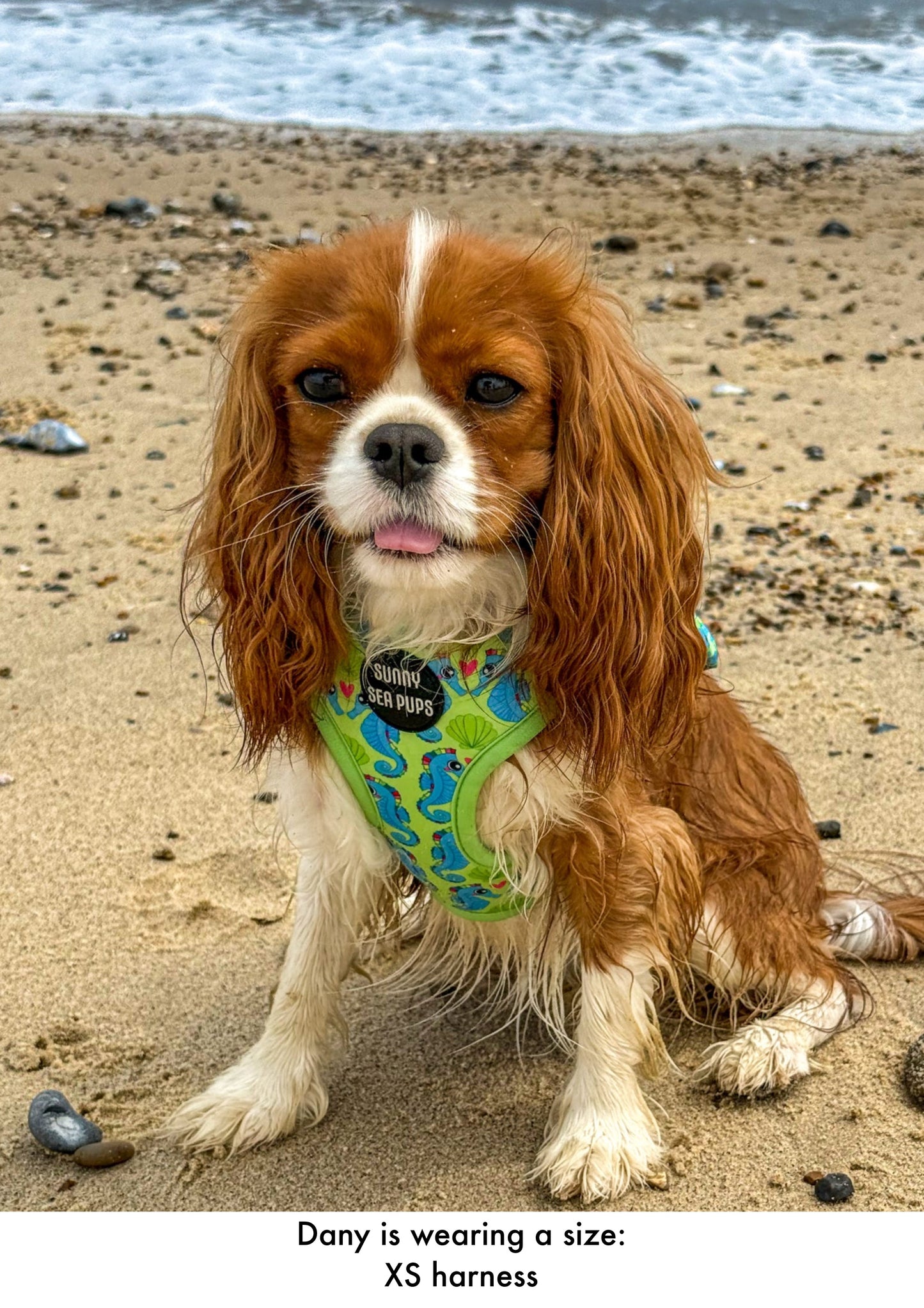 Sea-Pony Club
- Adjustable Harness