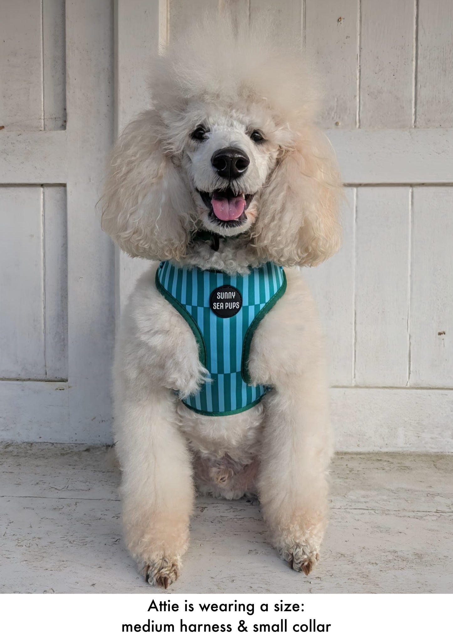Coastal Calm - Adjustable Harness