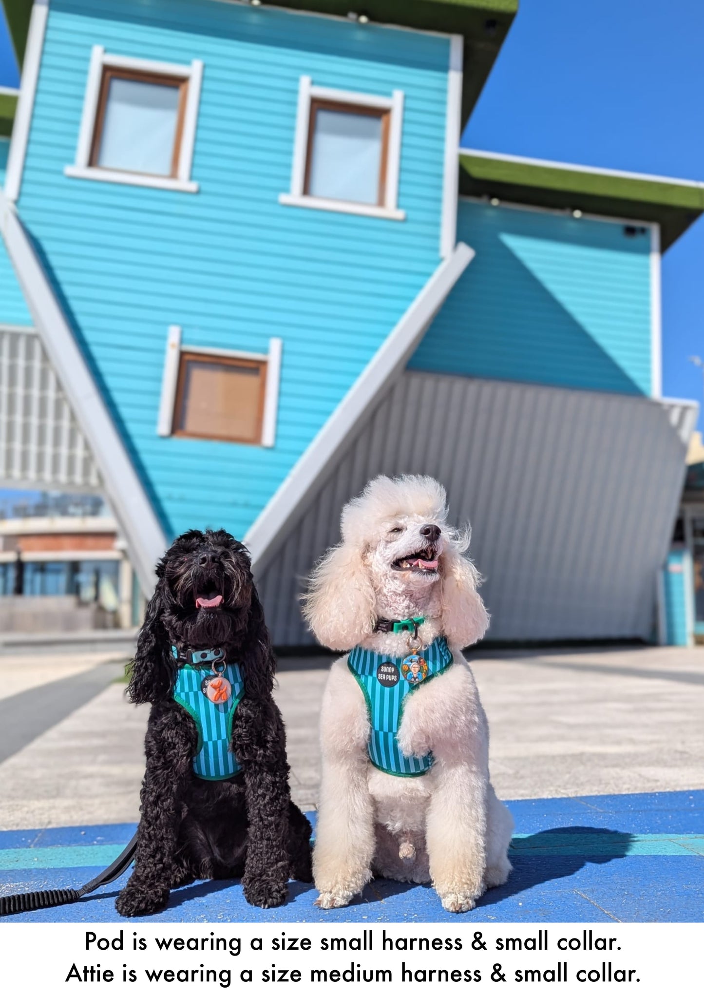 Coastal Calm - Adjustable Harness