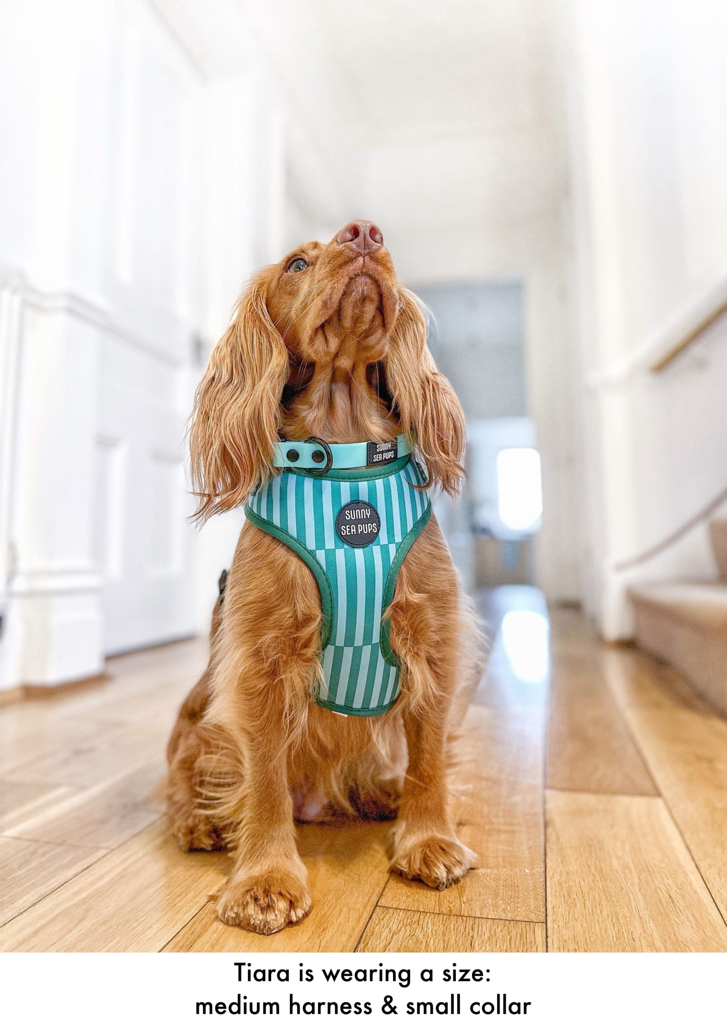 Mint - Waterproof Collar