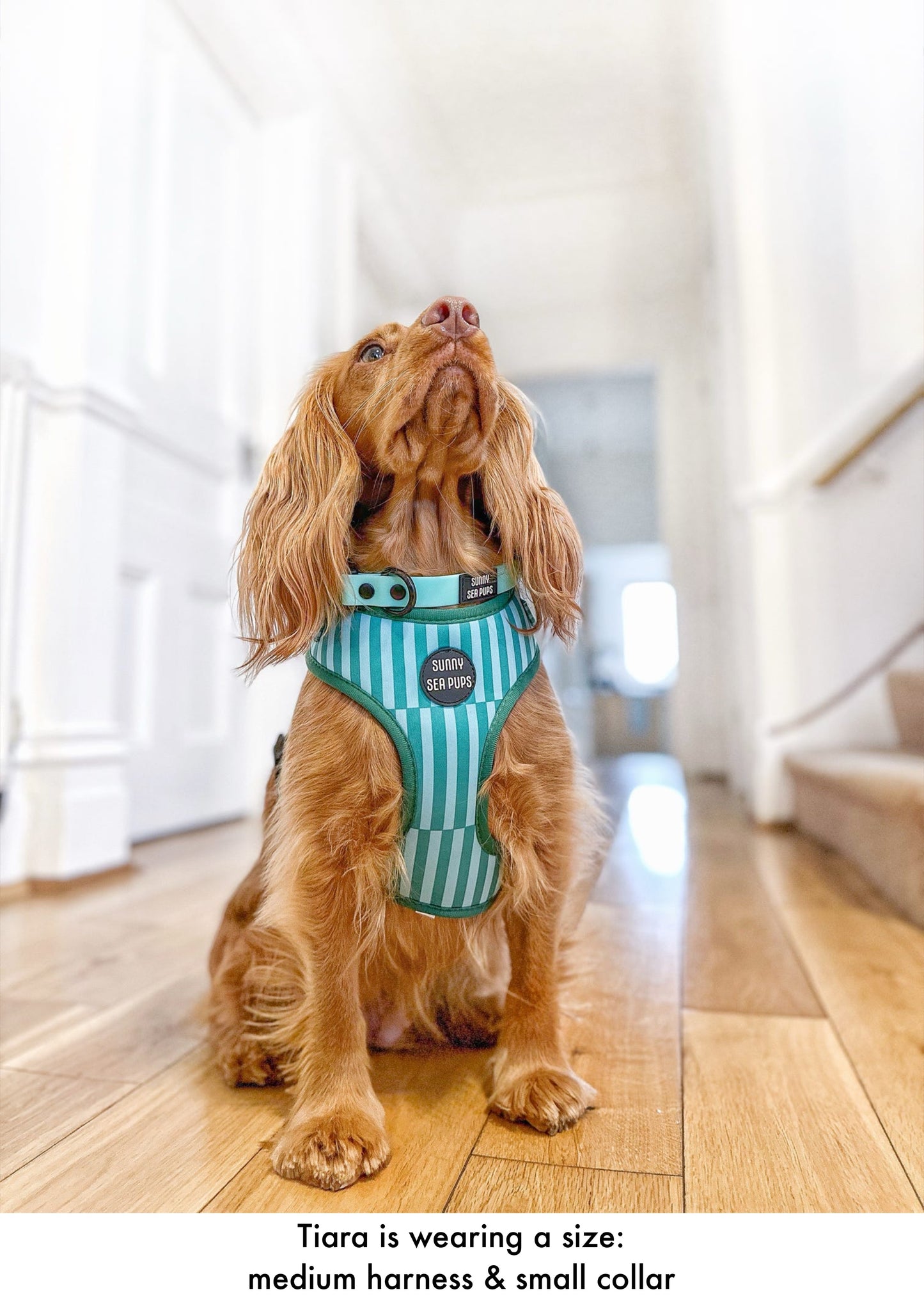 Coastal Calm - Adjustable Harness