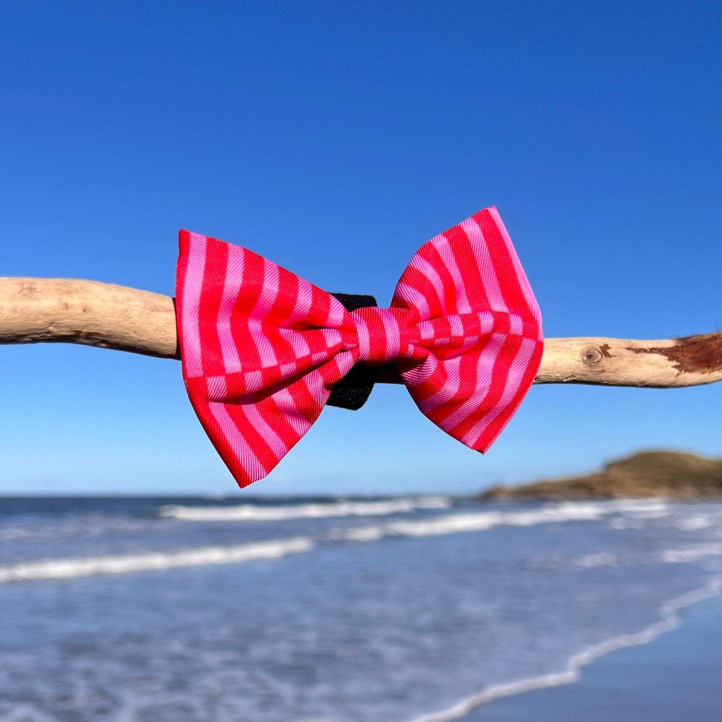 Blush Bay - Bow Tie