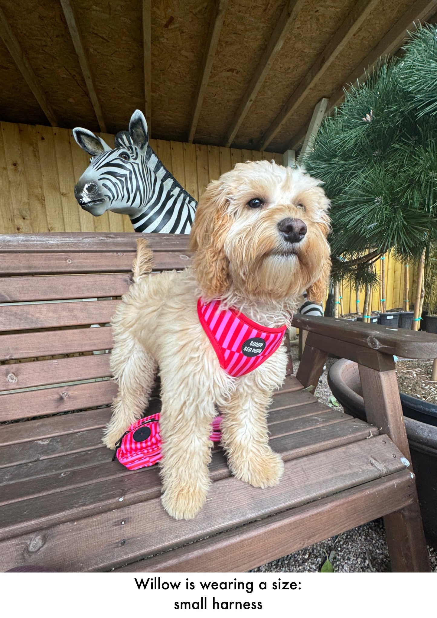 Blush Bay - Adjustable Harness