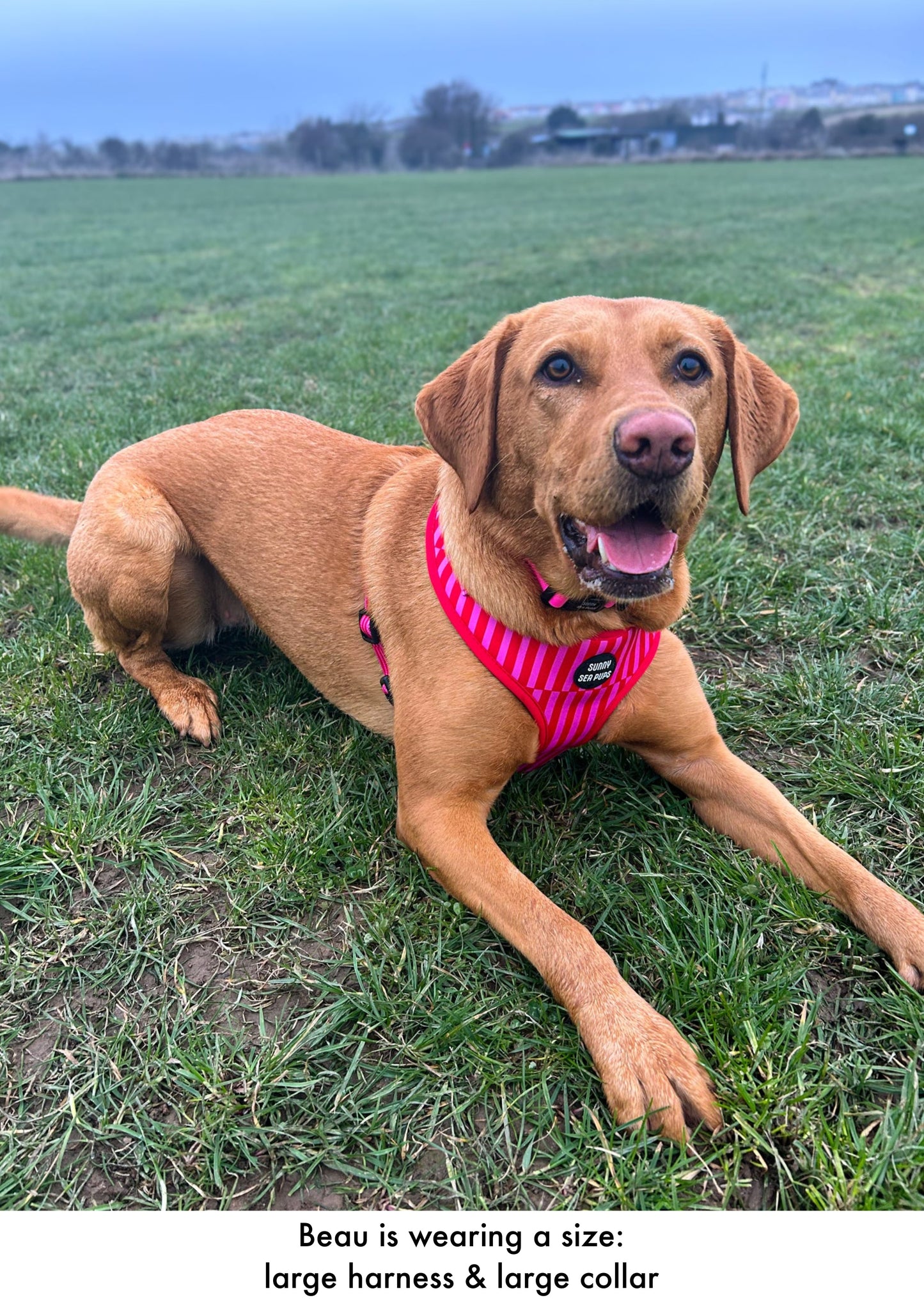 Blush Bay - Adjustable Harness