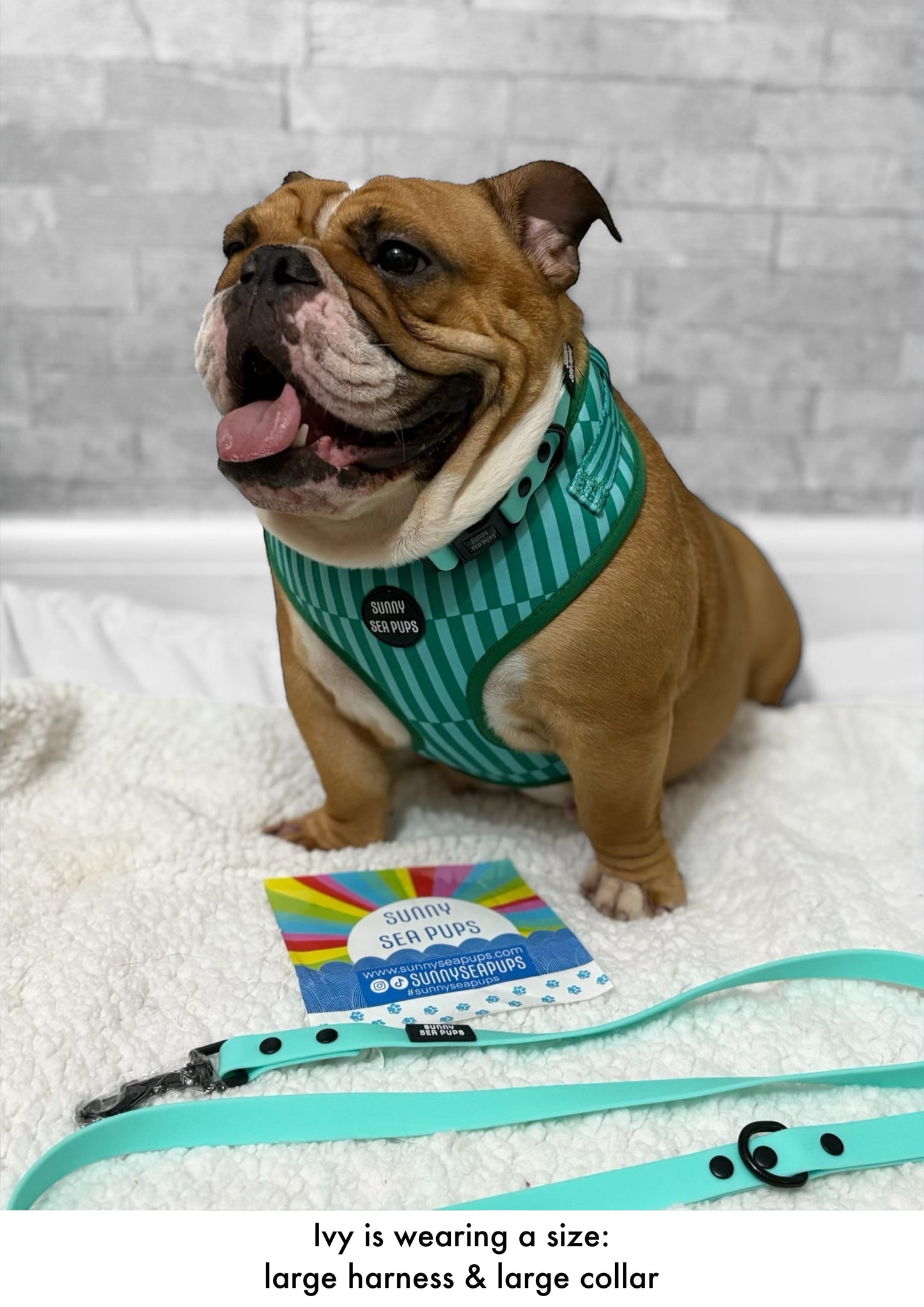 Mint - Waterproof Collar