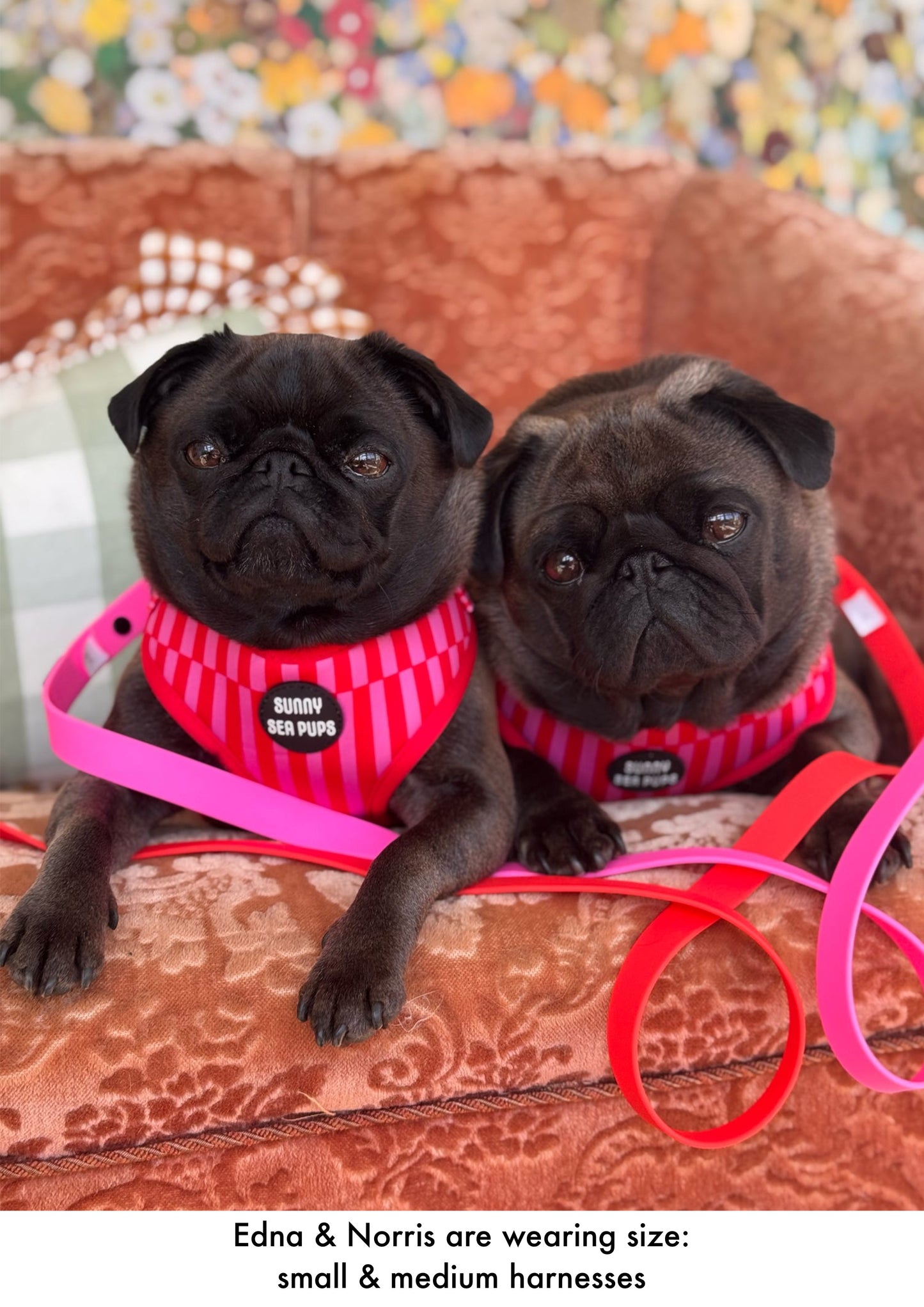 Blush Bay - Adjustable Harness