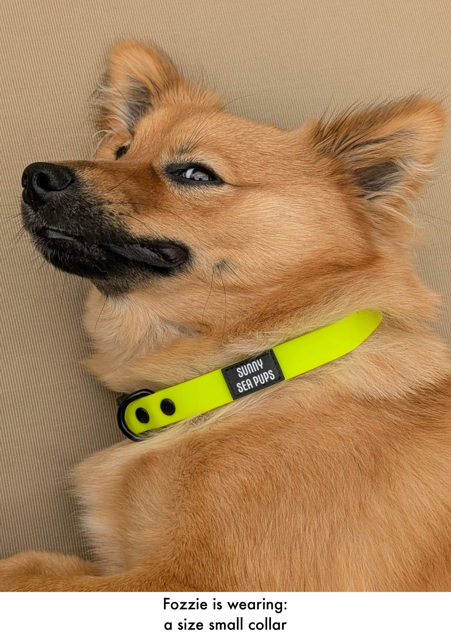 Lime - Waterproof Collar