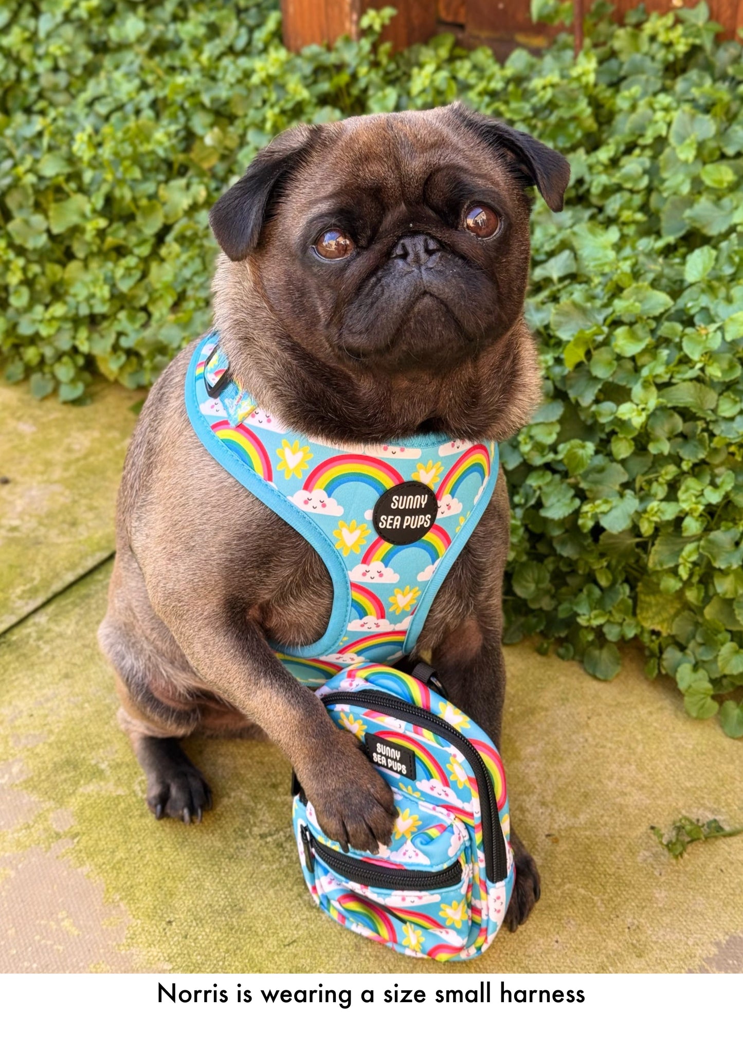 Chasing Rainbows - Adjustable Harness