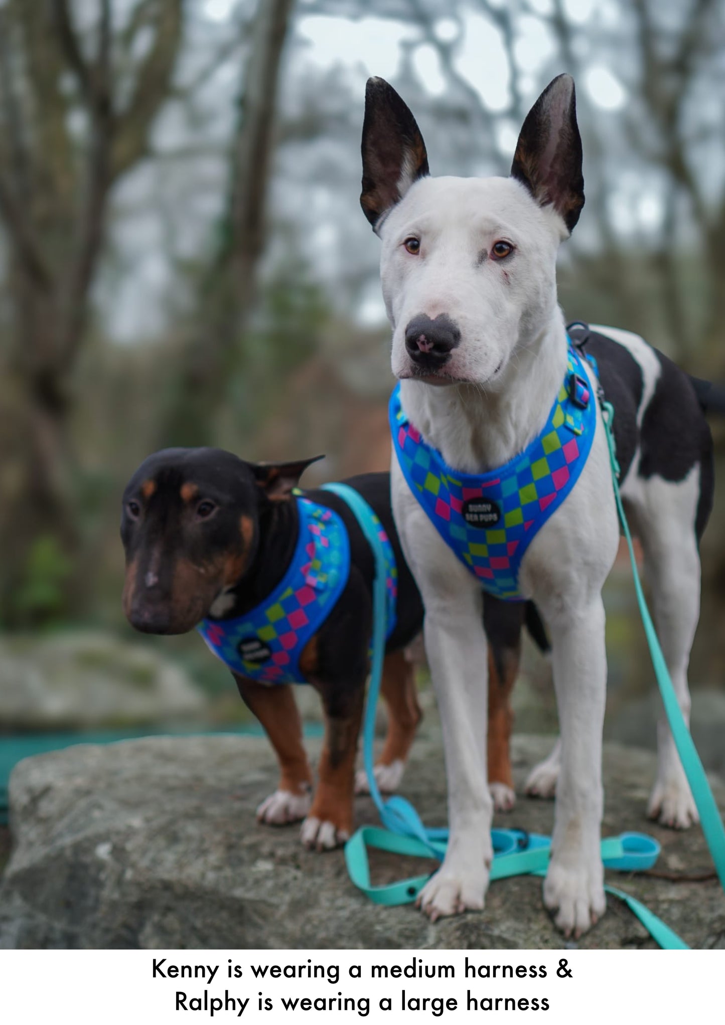 Check the Tides - Adjustable Harness