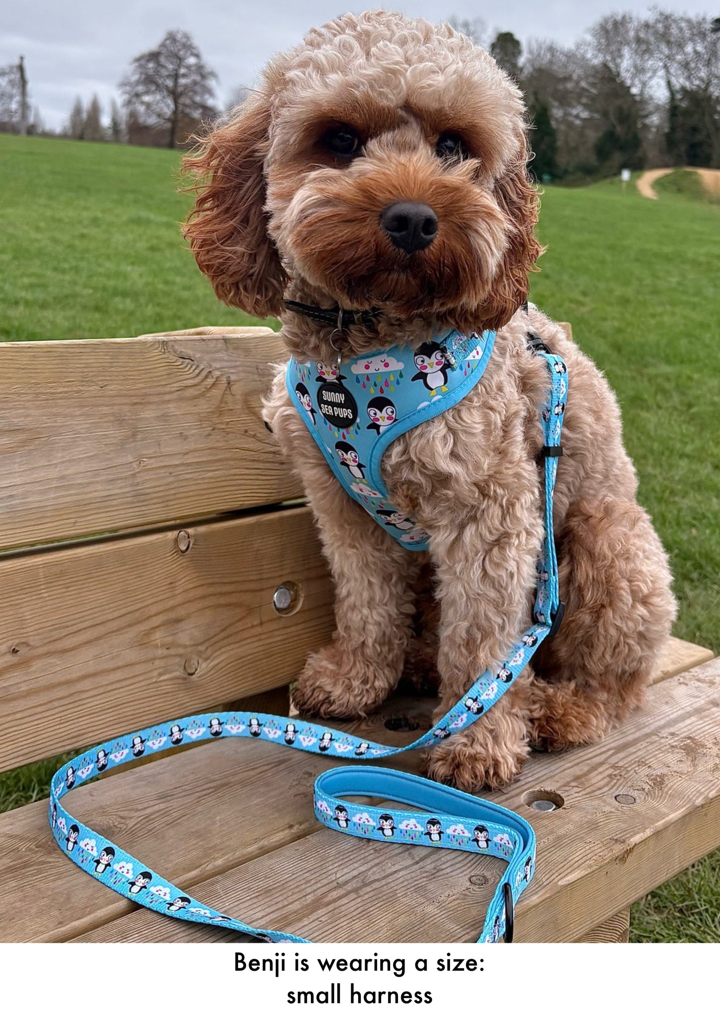 Lil Puddle Penguins - Adjustable Lead