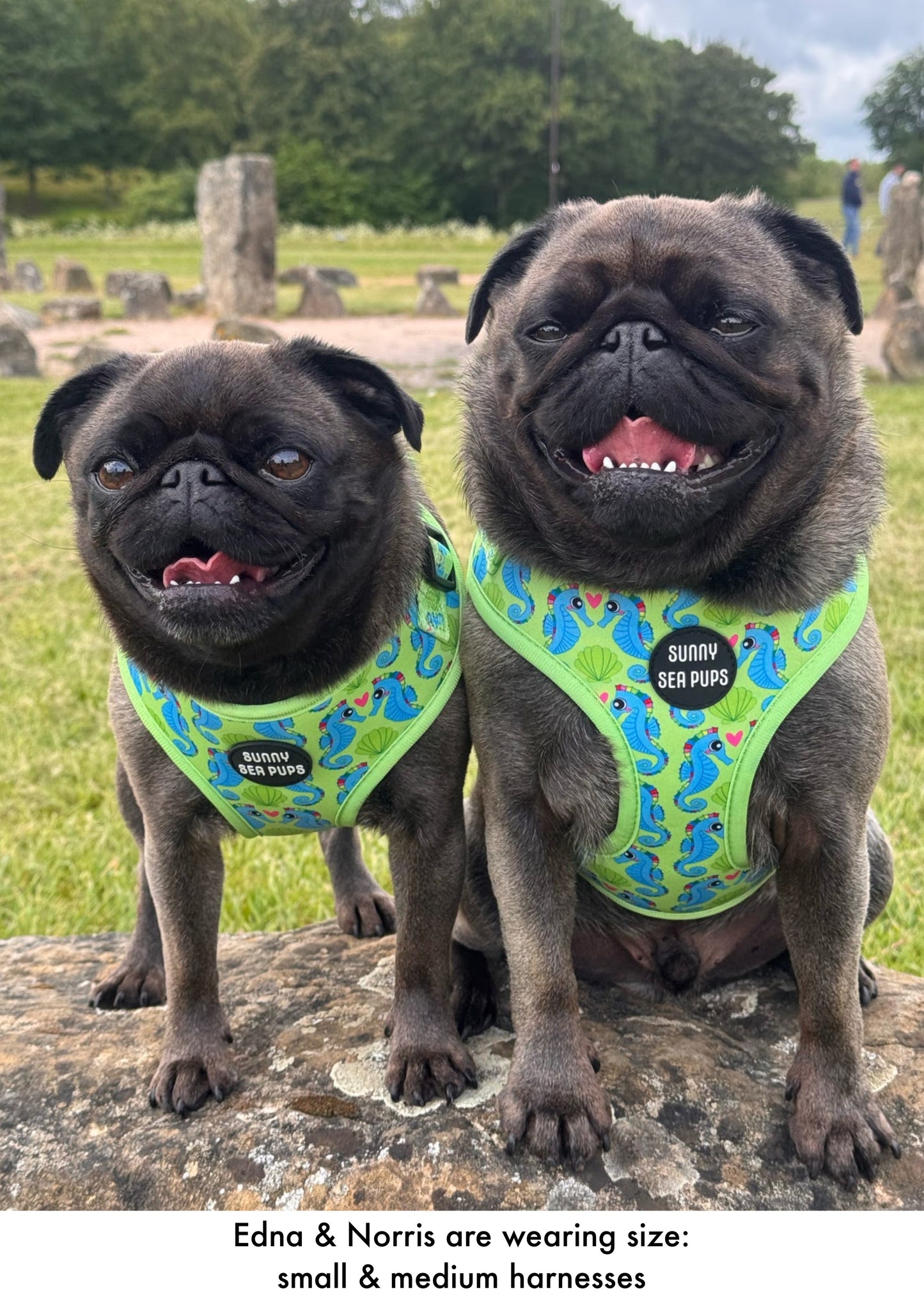 Sea-Pony Club
 - Adjustable Harness