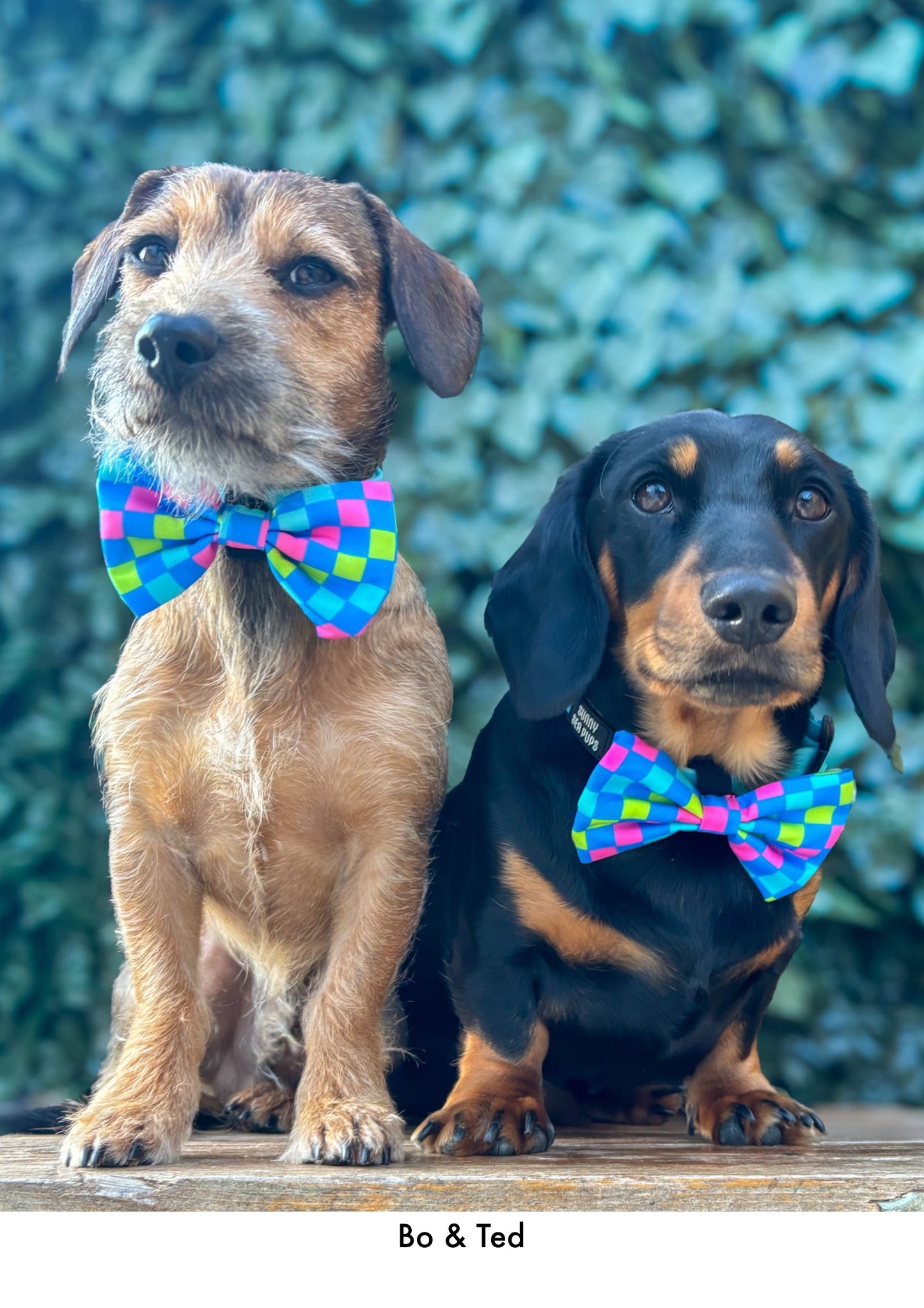 Check the Tides -  Bow Tie