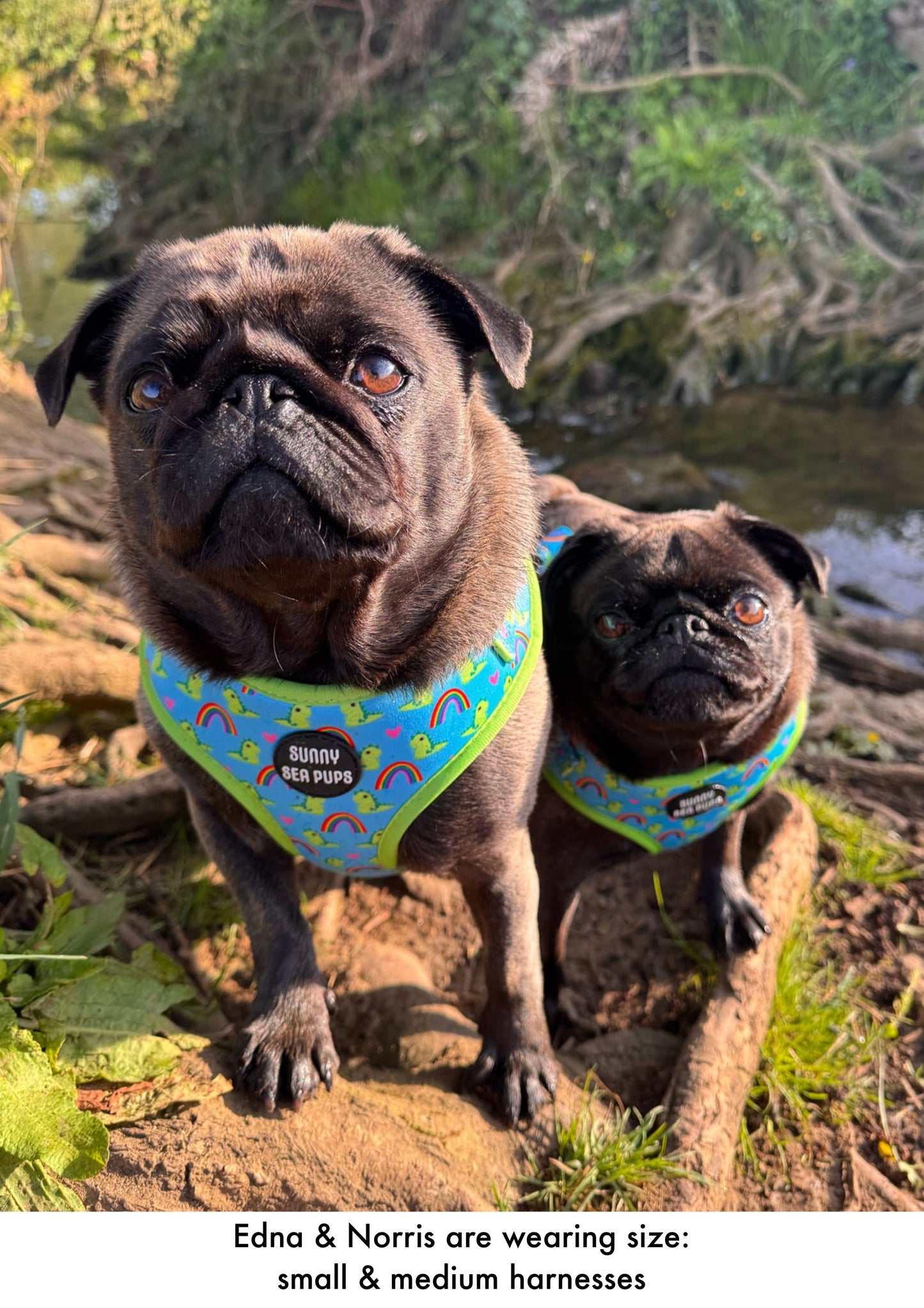 Lil Sea-Saurus - Adjustable Harness