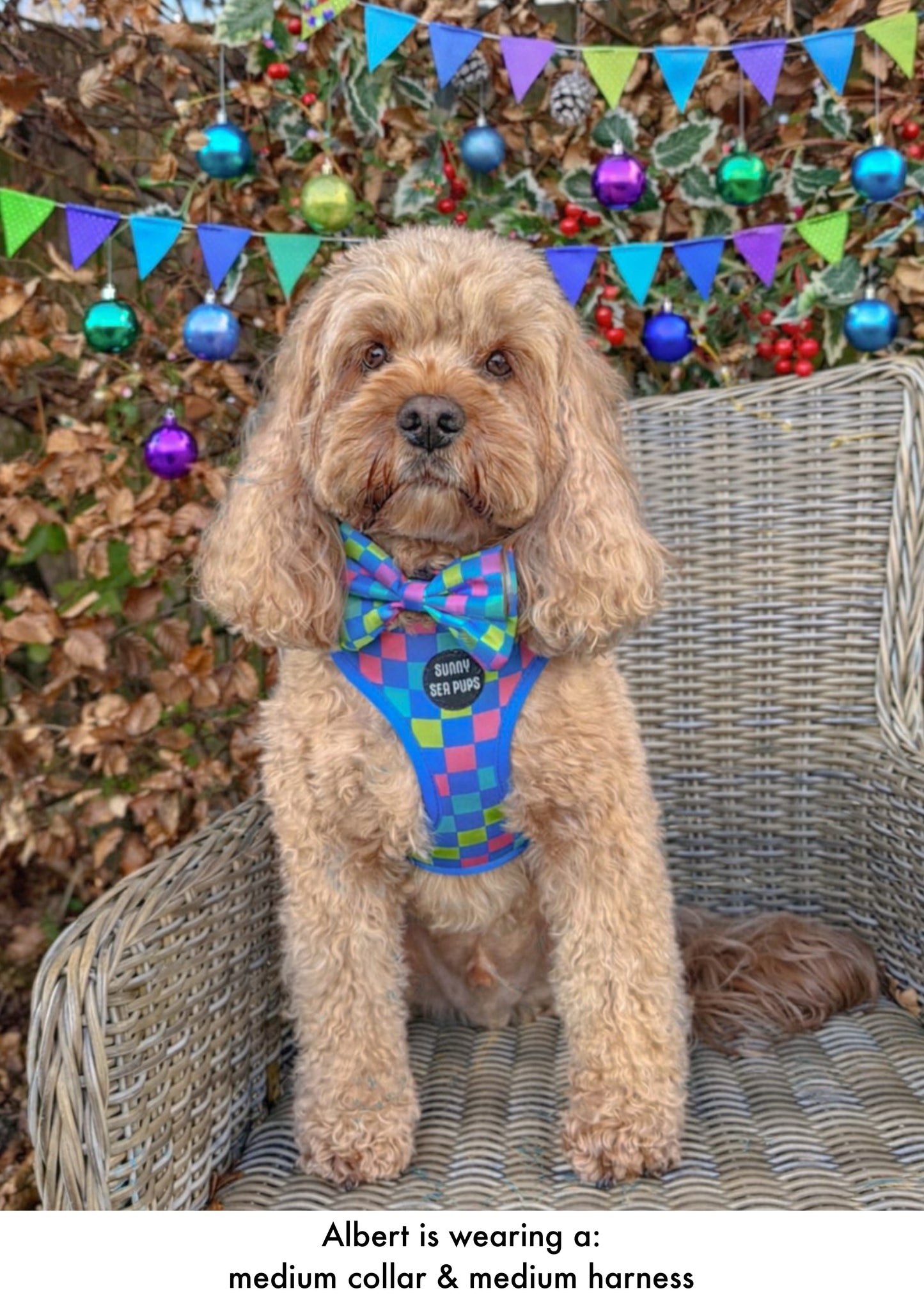 Check the Tides -  Bow Tie