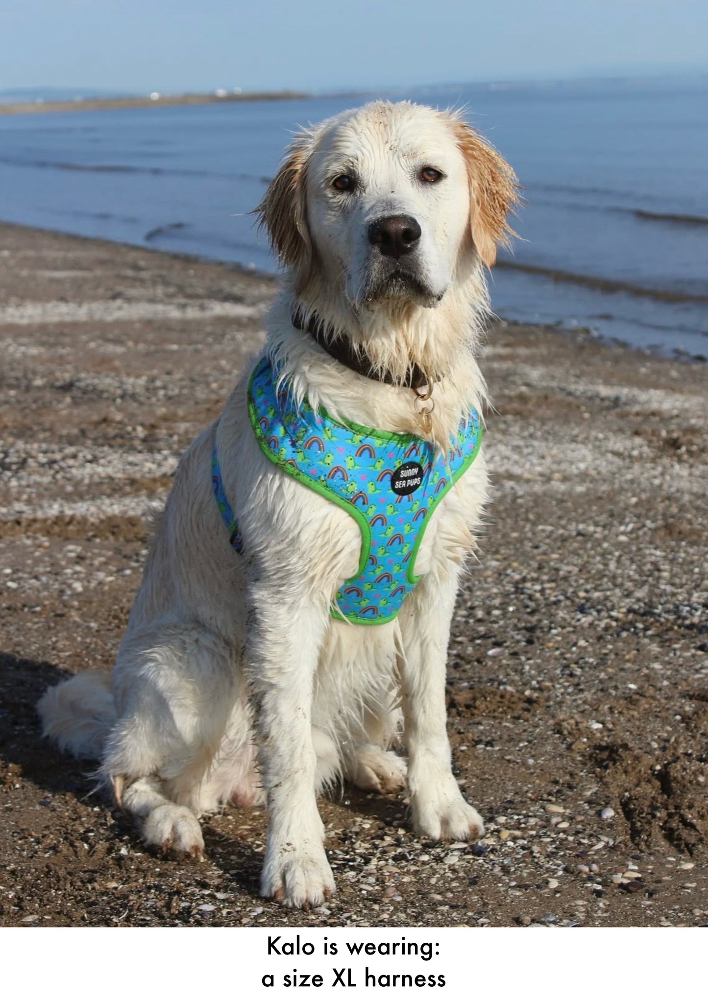 Lil Sea-Saurus - Adjustable Harness