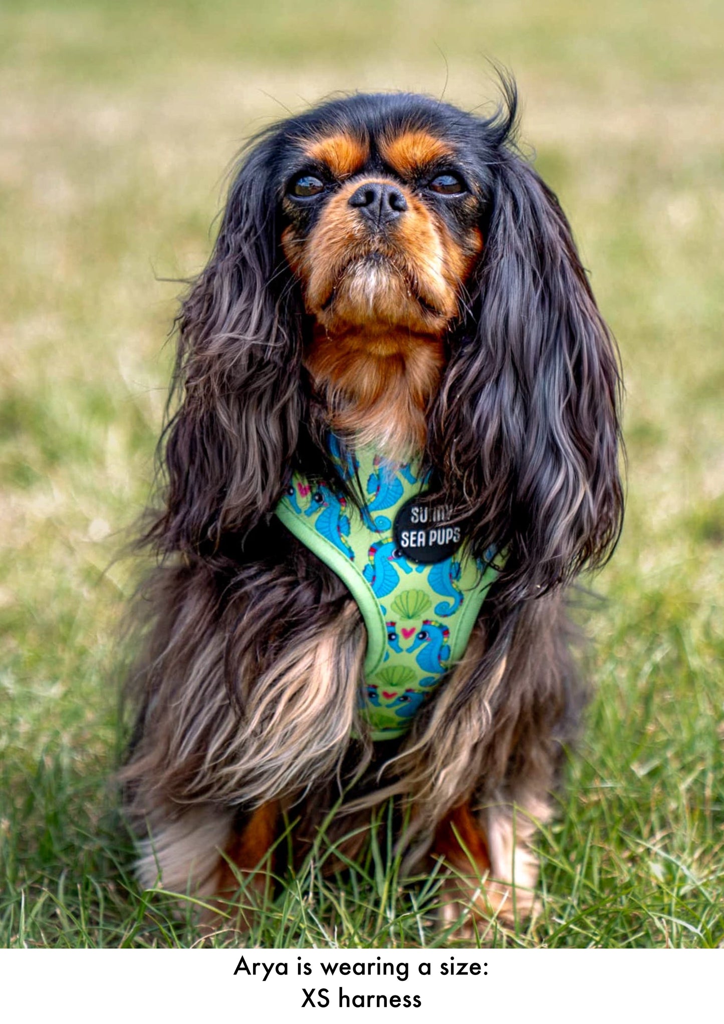 Sea-Pony Club
 - Adjustable Harness