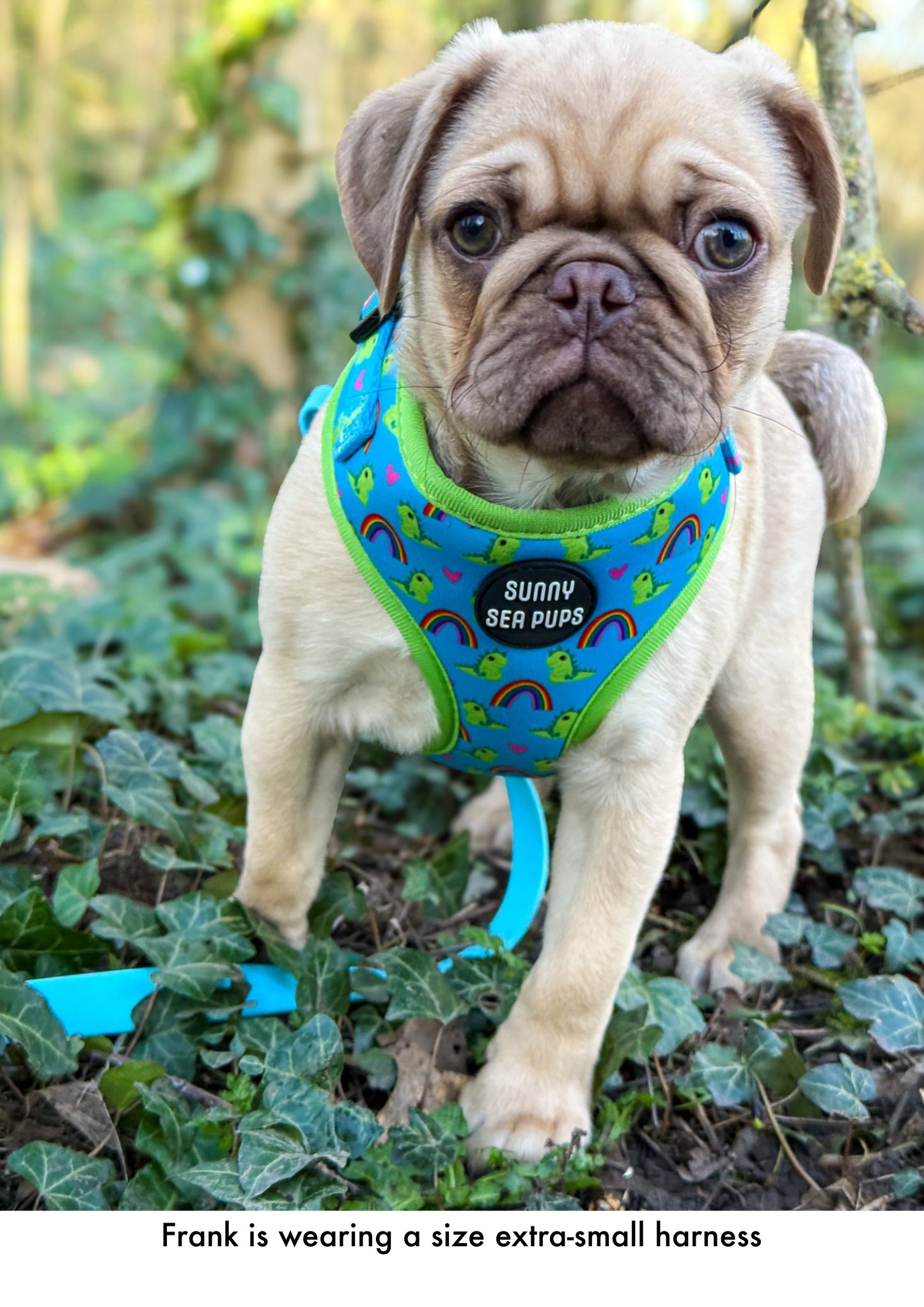 Lil Sea-Saurus - Adjustable Harness