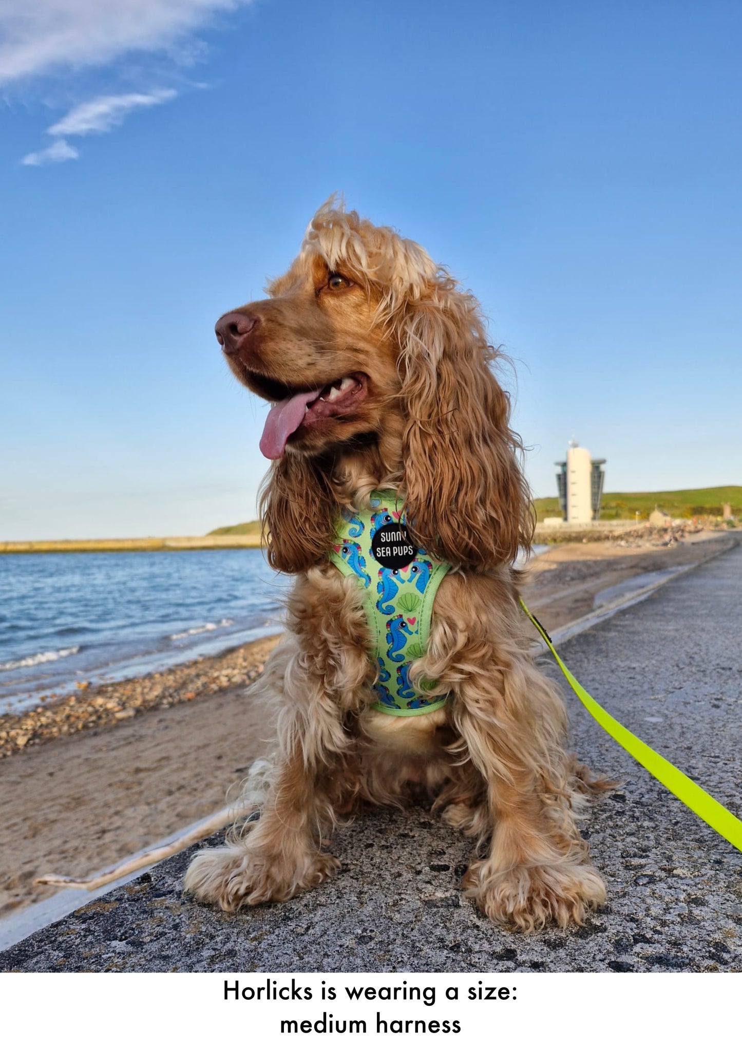 Sea-Pony Club
 - Adjustable Harness