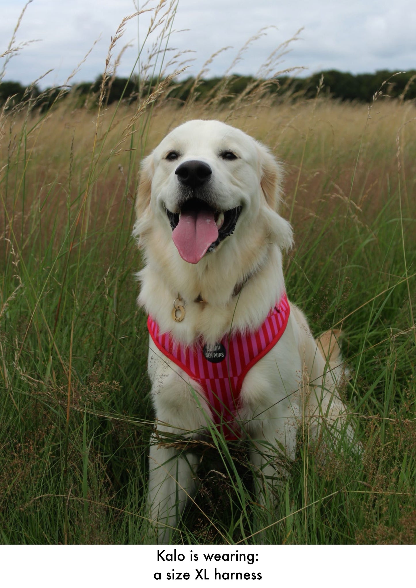 Blush Bay - Adjustable Harness