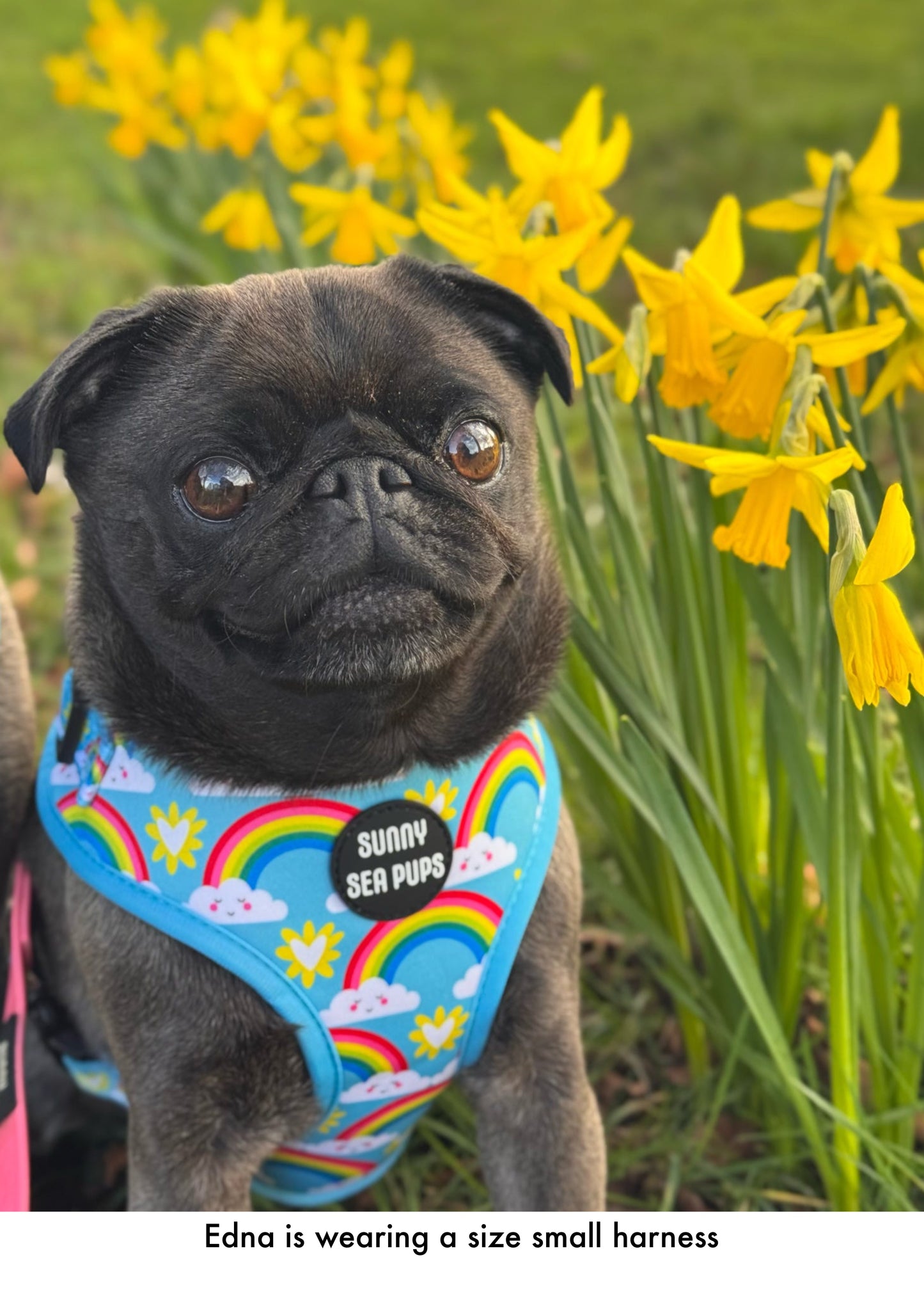 Chasing Rainbows - Adjustable Harness
